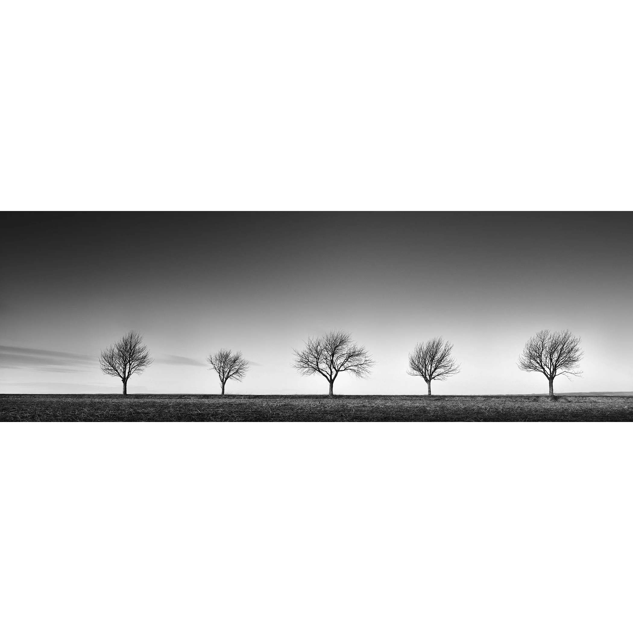 Black-and-white panoramic photograph of five cherry trees in Austria by Gerald Berghammer.