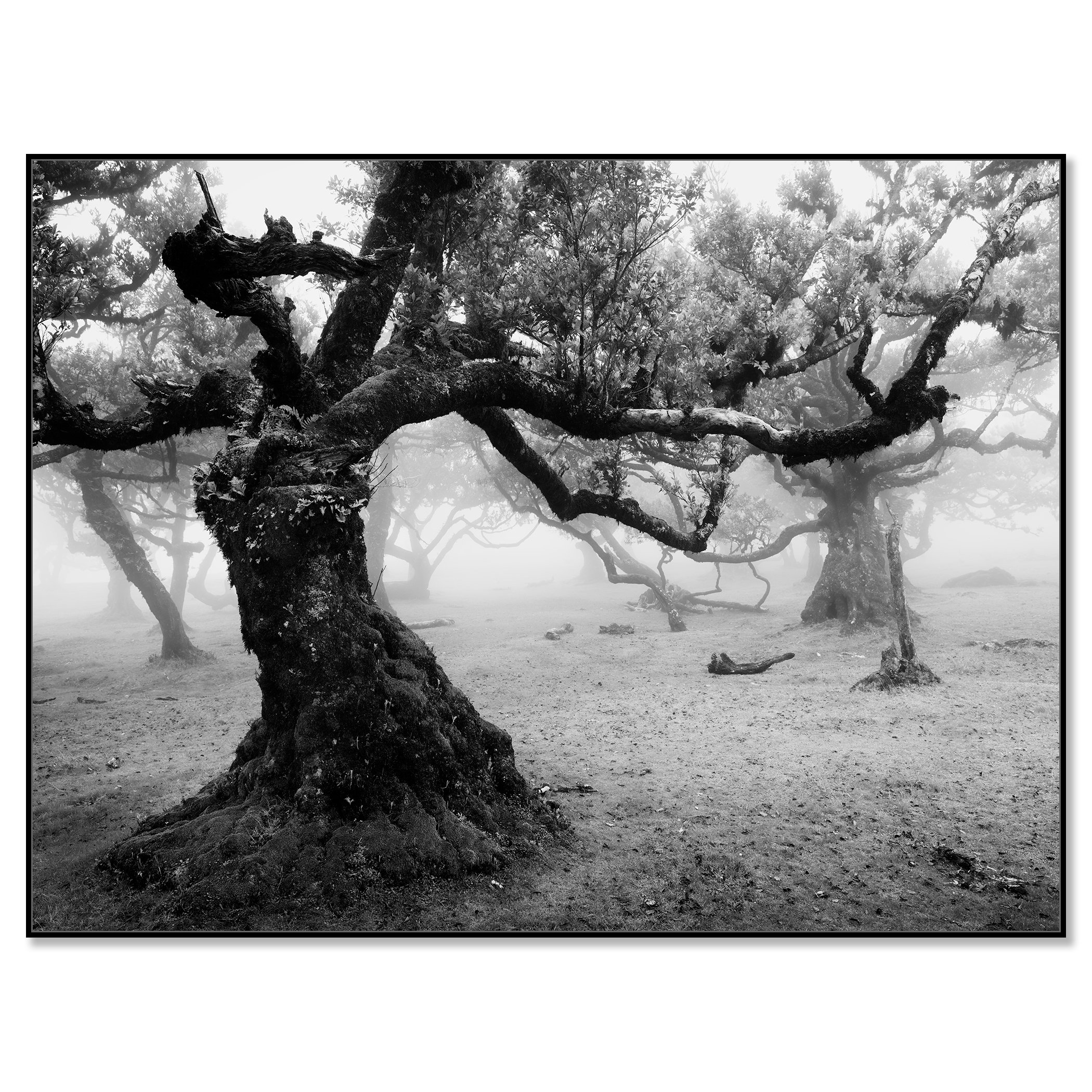 Ancient Laurisilva Forest, Study 17 – black-and-white photograph in a black aluminium ArtBox by Gerald Berghammer.