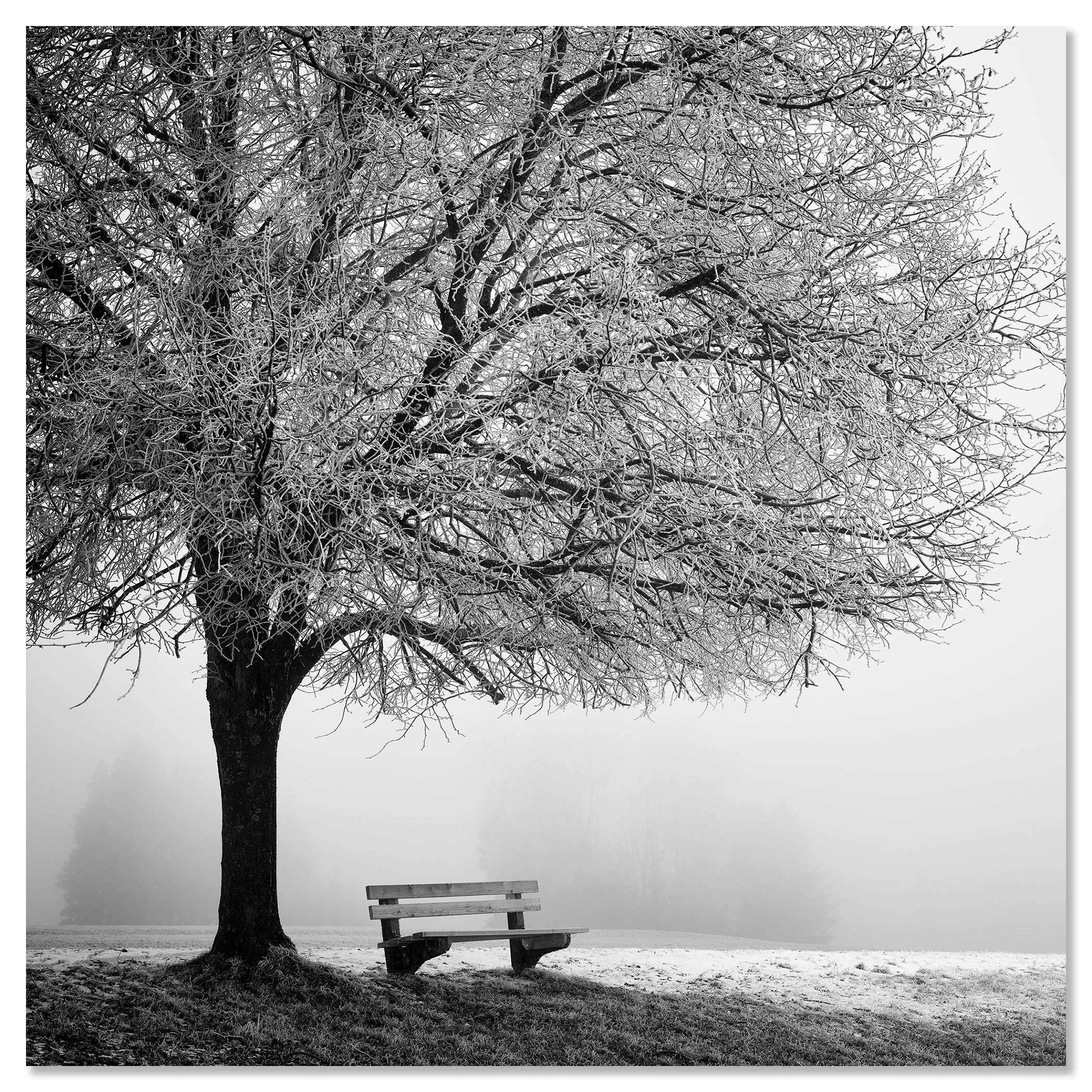 Frost-covered tree above a park bench in a quiet, misty winter landscape – dibond frameless