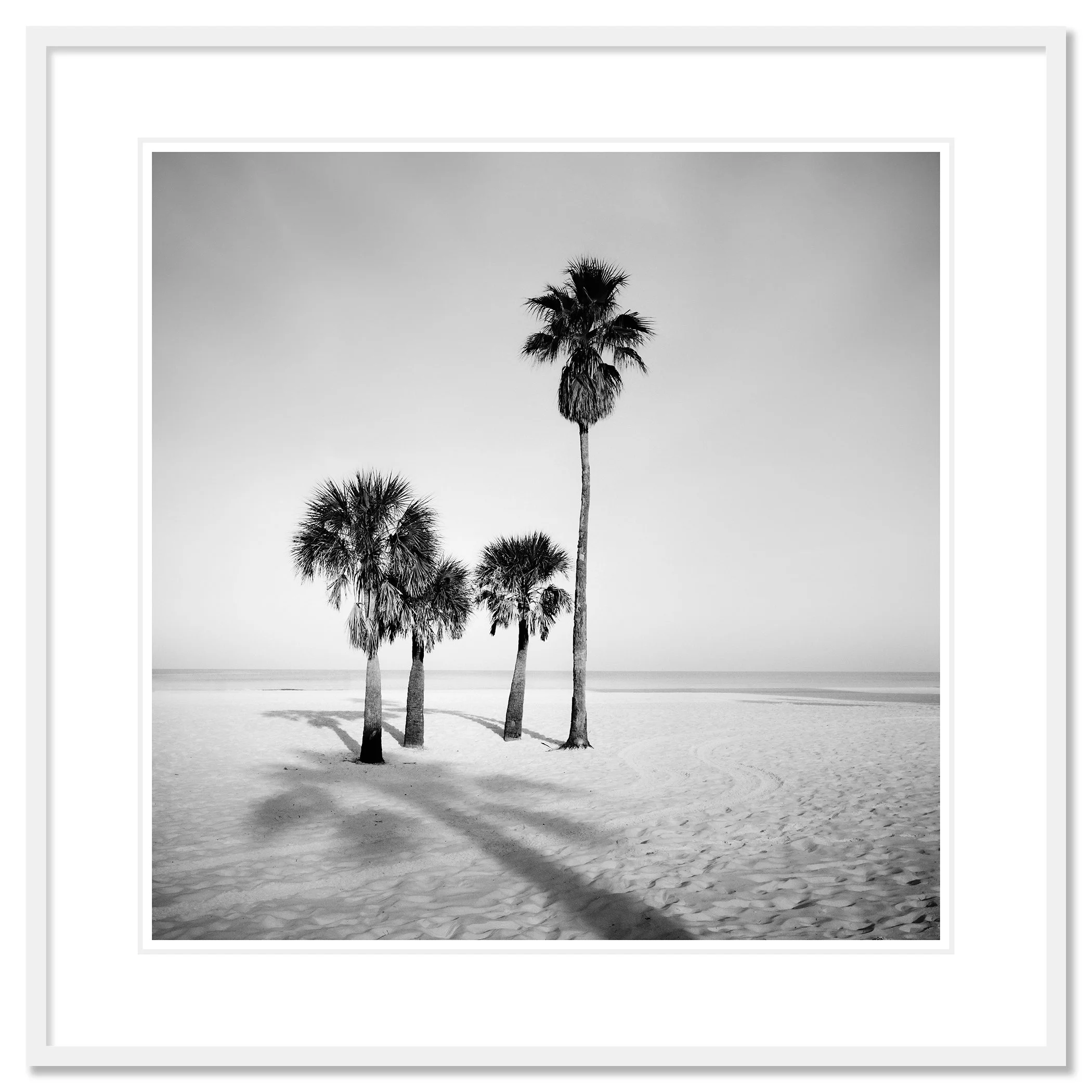 Palm Beach Study 6 displayed in a white aluminium frame with a white mount by Gerald Berghammer.
