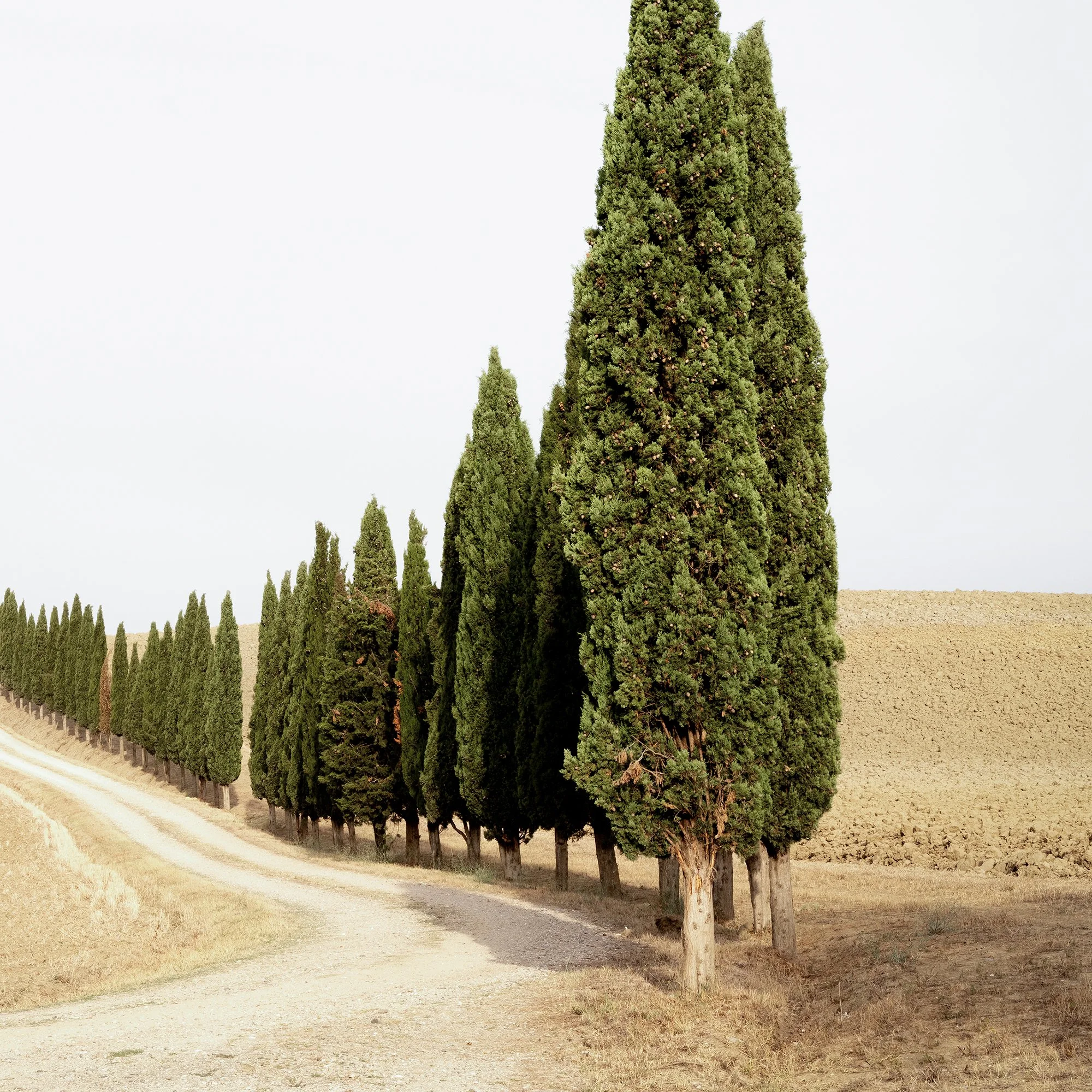 Gerald Berghammer - Color landscape photography. A winding dirt road lined with tall, green cypress trees on both sides in a dry, open landscape. Print detail 2