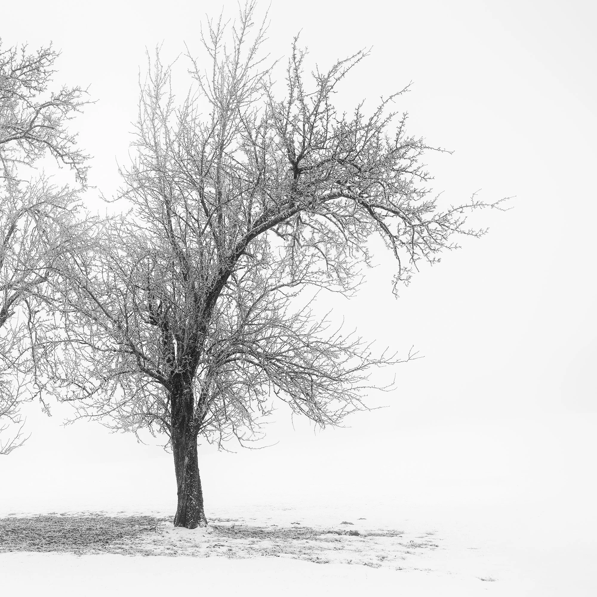 Detail of the right tree in Still Winter Morning Study 1 – Austria, showing bare winter branches