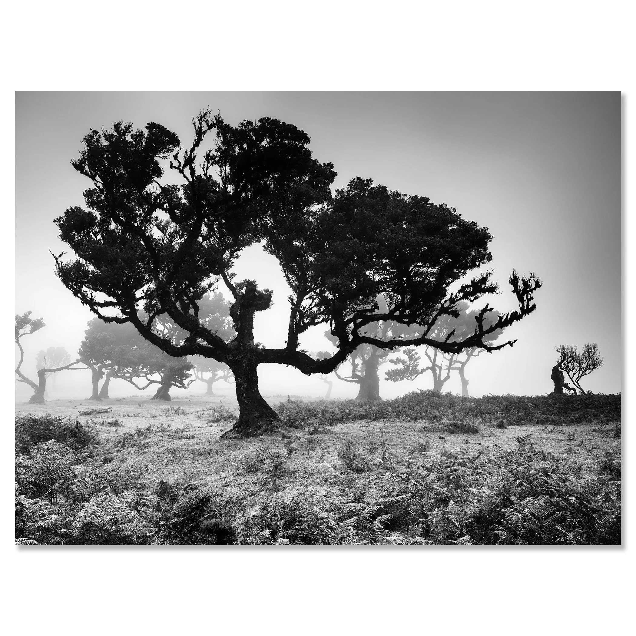 Misty tree landscape in Fanal, Madeira, in black and white – dibond frameless