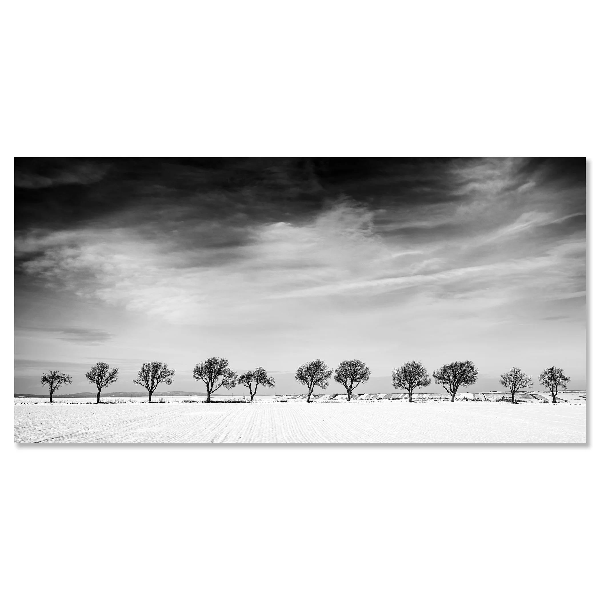leven Trees in a Snow Field – Austria, black-and-white panoramic photograph mounted on frameless aluminium Dibond.