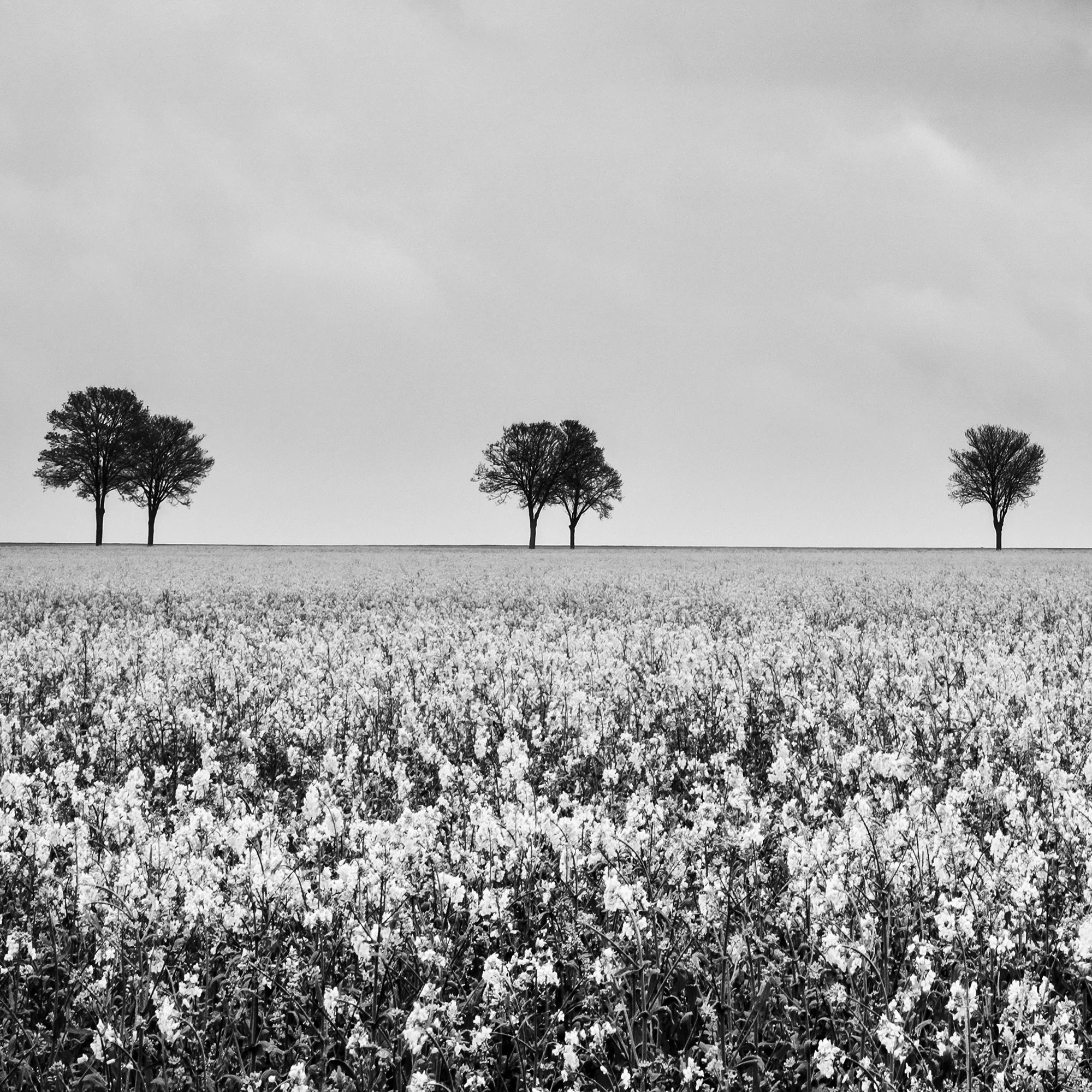 Detail of Row of Trees in Rapeseed Field Study 1 showing paired and solitary trees above the flowering rapeseed field in France.
