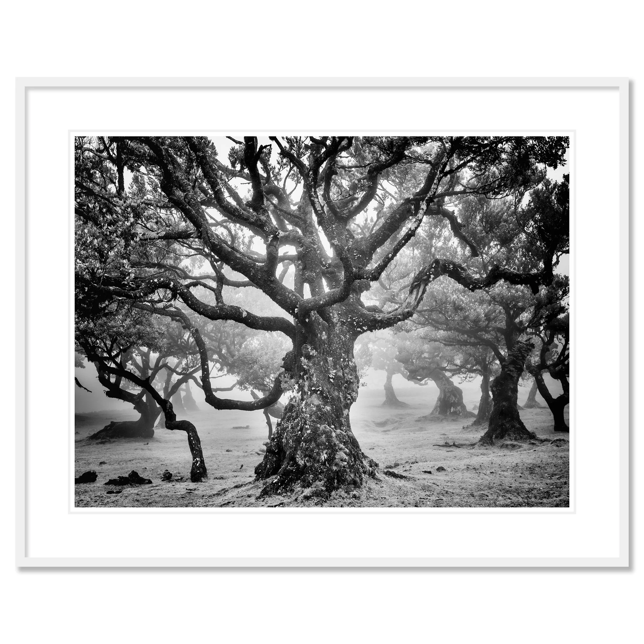 Ancient Laurisilva Forest Study 7 by Gerald Berghammer, atmospheric black-and-white forest print in a white aluminium frame with a white mount.
