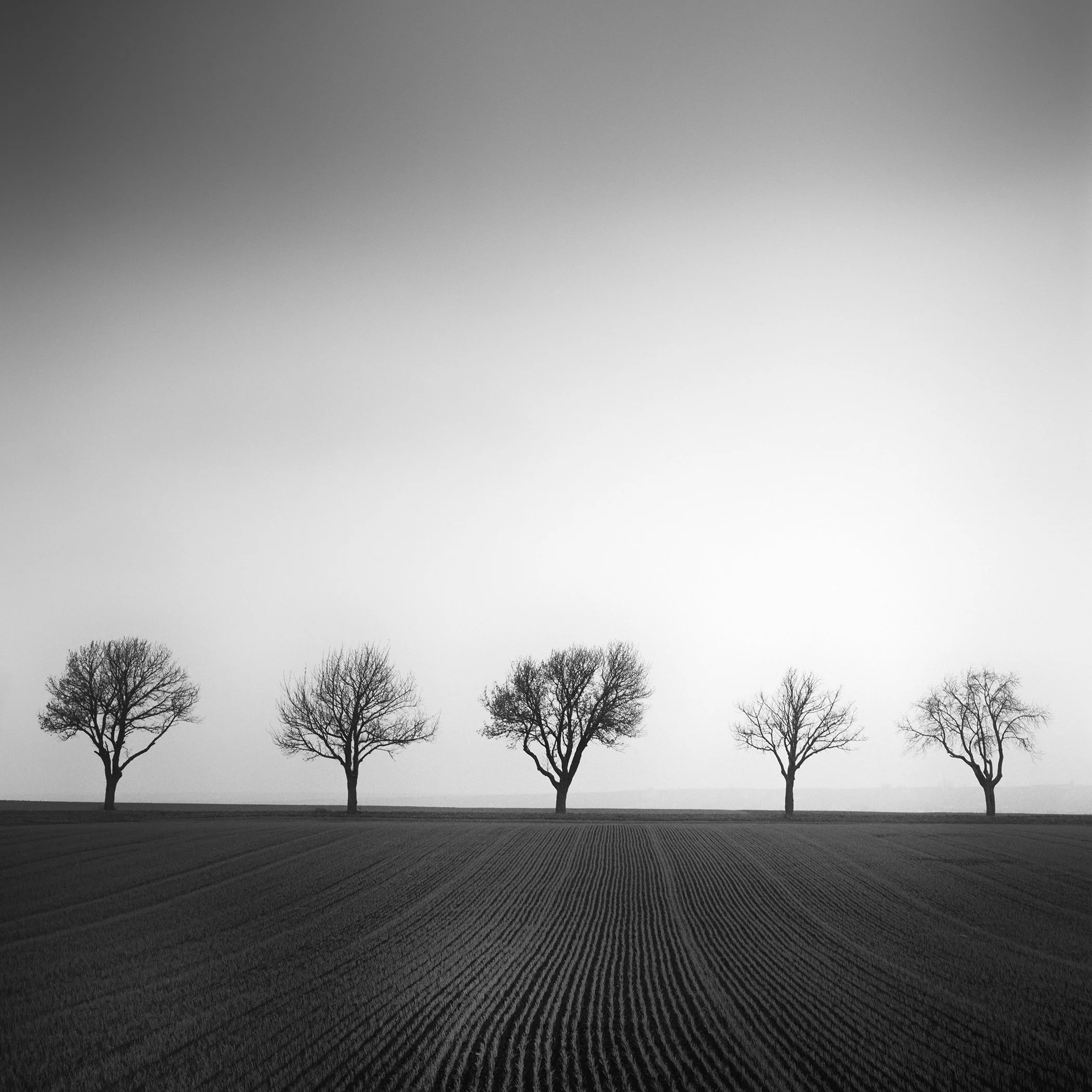 Five leafless cherry trees above cultivated field lines in the Weinviertel, Austria, photographed in black and white by Gerald Berghammer.