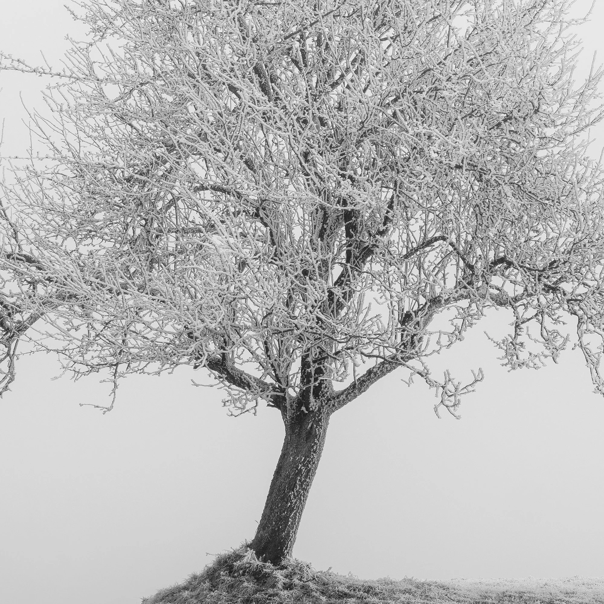 Fine art print detail of Hoarfrosted Trees Study 1 by Gerald Berghammer, showing subtle monochrome tones and winter landscape textures.