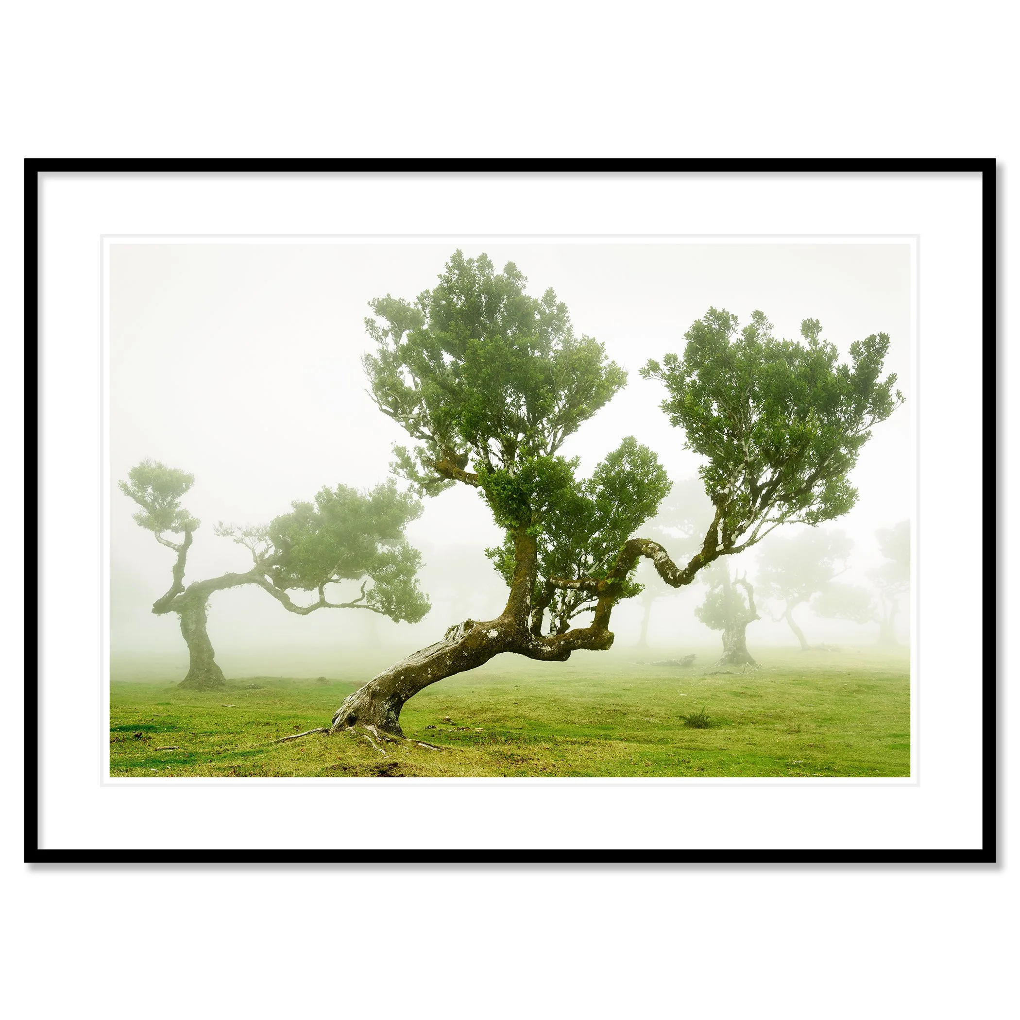© 2021 Gerald Berghammer - Wind-shaped trees in a green meadow surrounded by soft morning fog, creating a calm, atmospheric landscape. Classic framed black