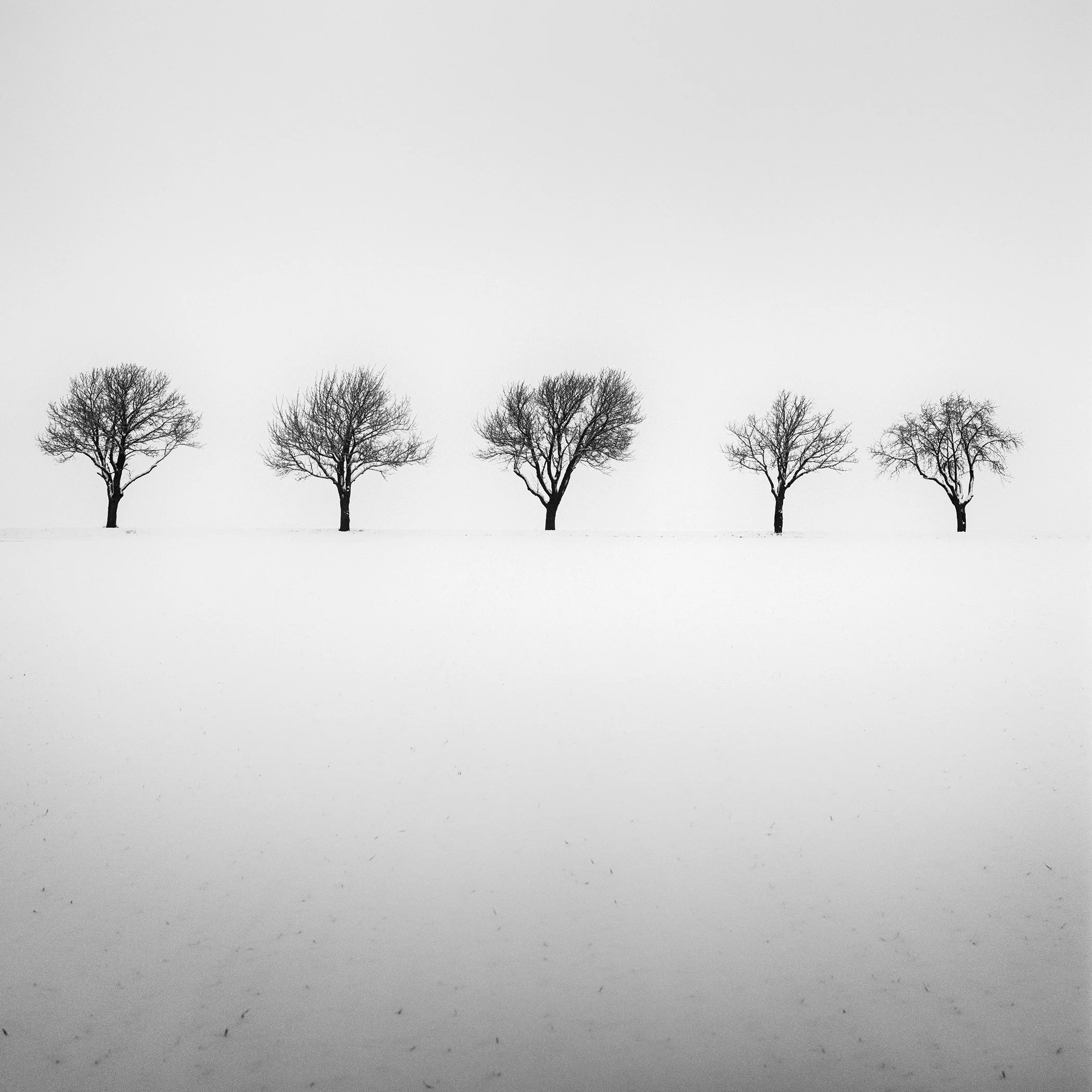 Five Trees in Snowy Field, an analogue black-and-white winter landscape photograph from the Weinviertel, Austria, by Gerald Berghammer.