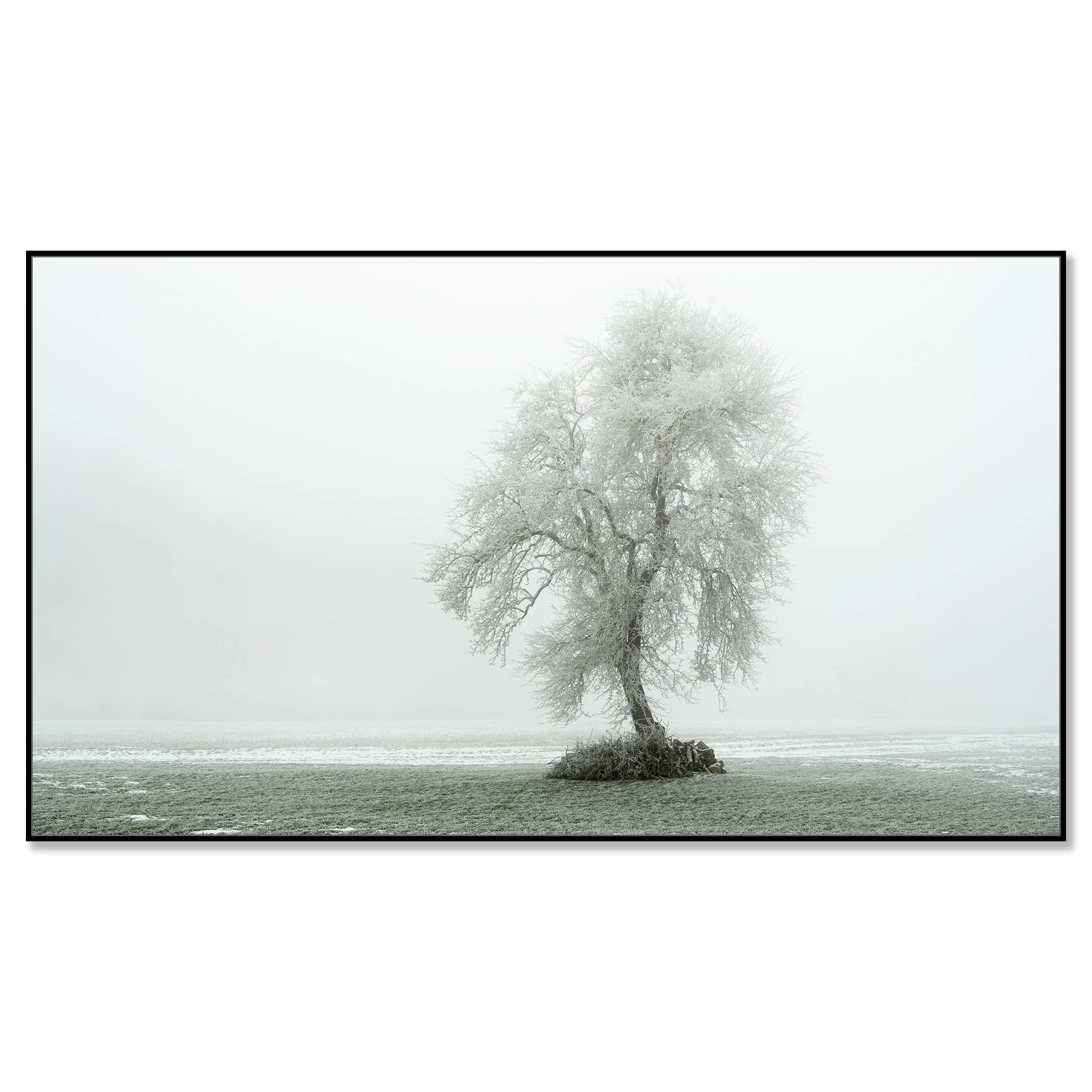 Gerald Berghammer - Color minimalist photography. A solitary tree with snow-covered branches on a small patch of land in a foggy winter landscape. Chromaluxe framed black