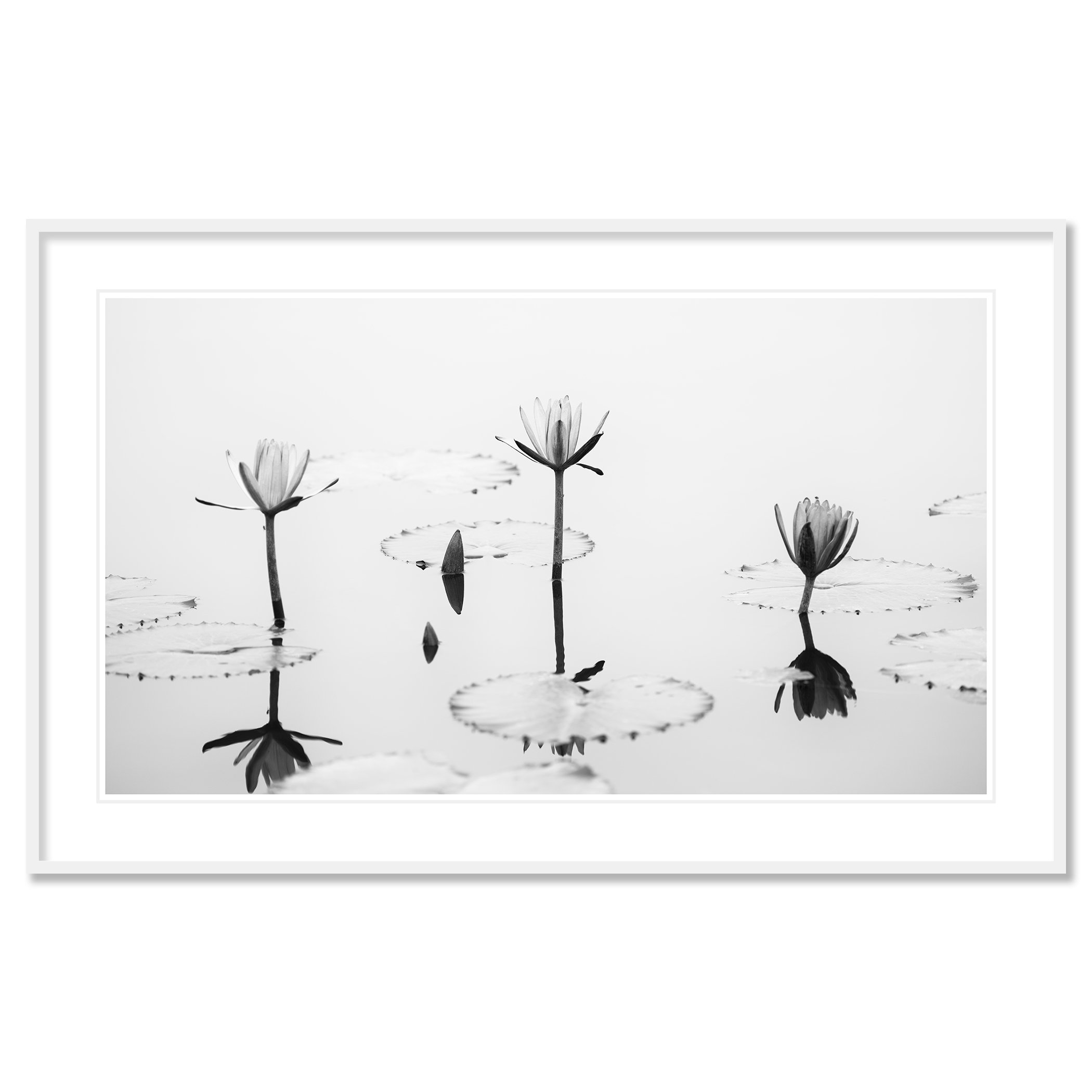 © 2025 Gerald Berghammer - Black and white minimalist waterside photography. Water lilies and lily pads on a calm pond with reflections of the flowers in the water. Classic framed white