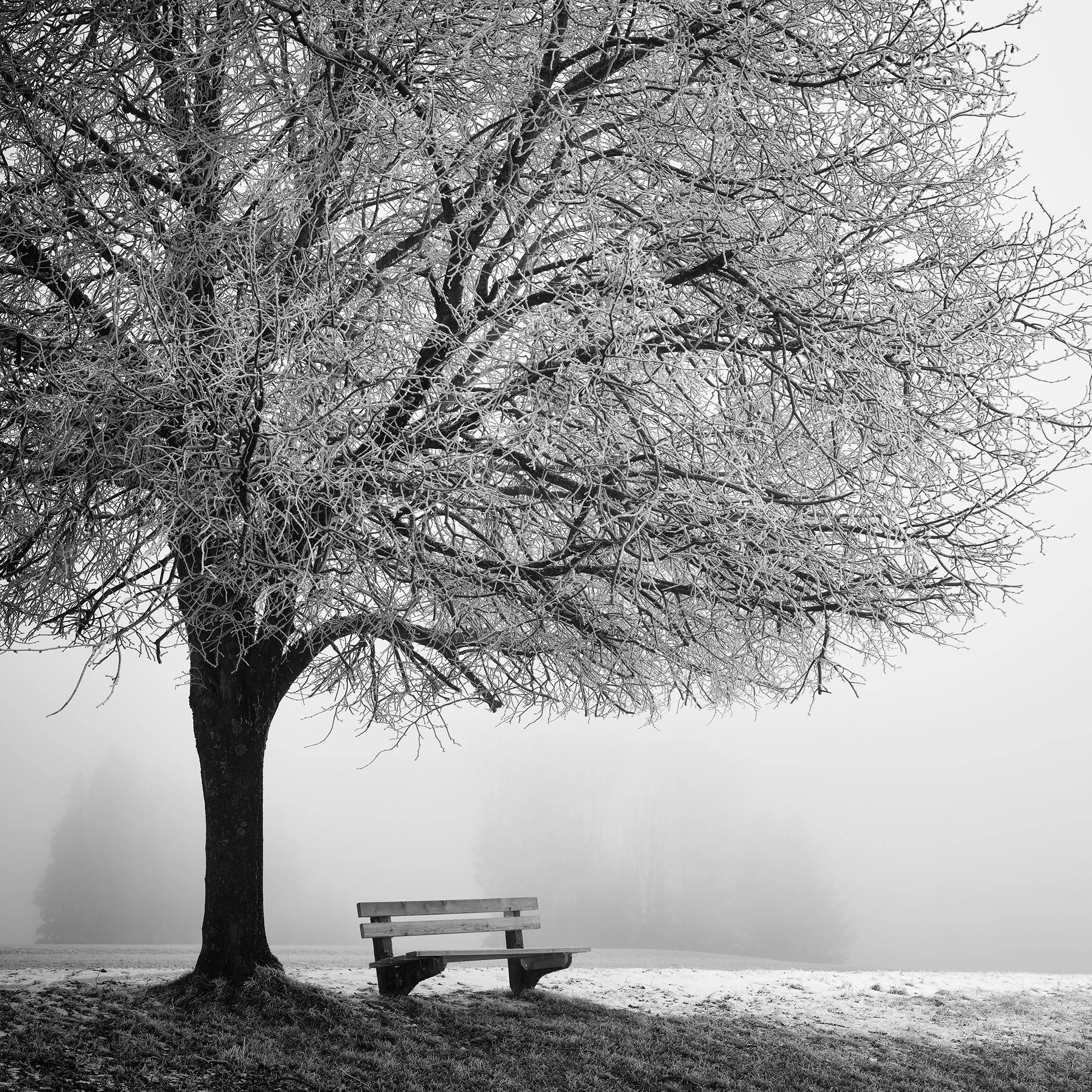 Cold Foggy Winter Morning Study 1 by Gerald Berghammer, black-and-white fine art photograph of a frost-covered tree and solitary bench in misty Austria.