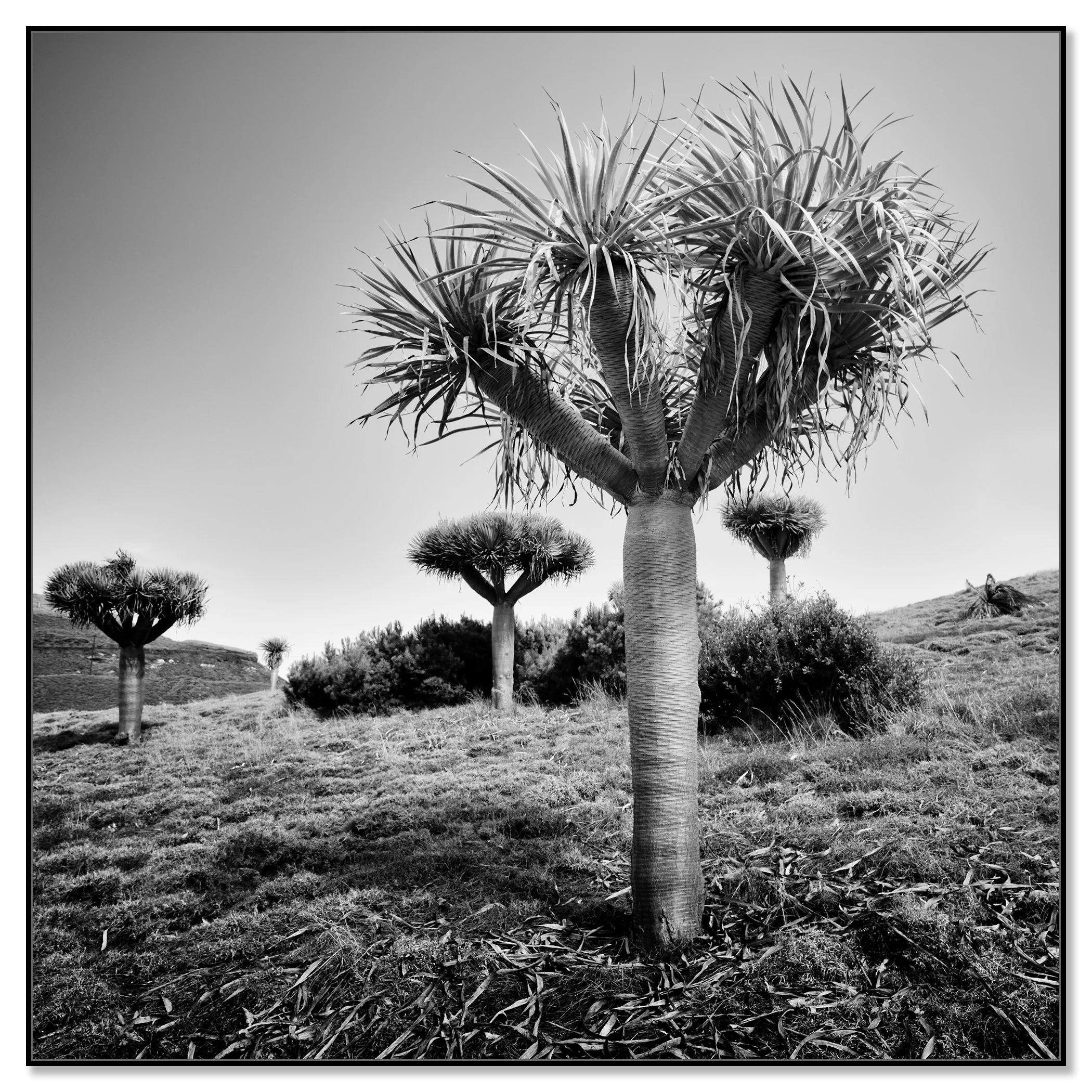 Black and white photo of dragon trees in a dry landscape – framed ArtBox black