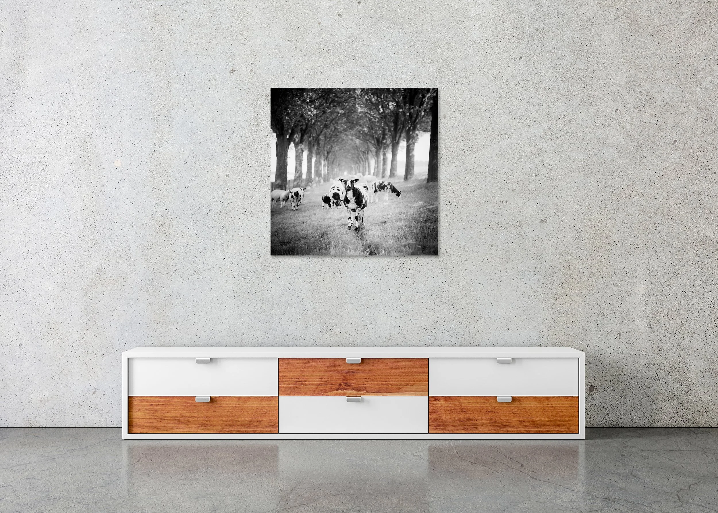 Shaun the Sheep Study 1 – Netherlands, black-and-white photo print mounted to Dibond, frameless