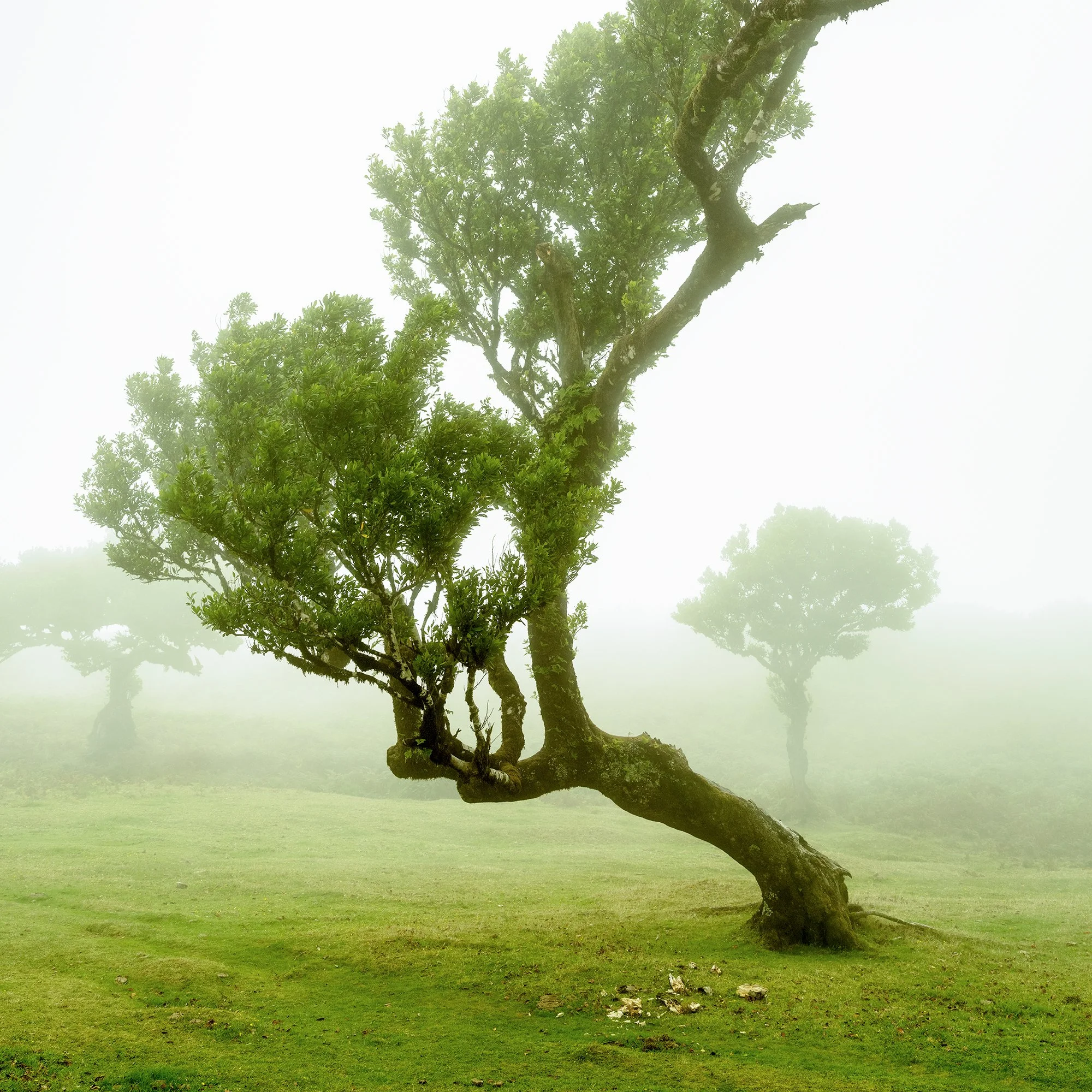 Gerald Berghammer - Color mystical landscape Photography. A uniquely shaped tree with a curved trunk, standing on a cow meadow, shrouded in fog. Print detail 2
