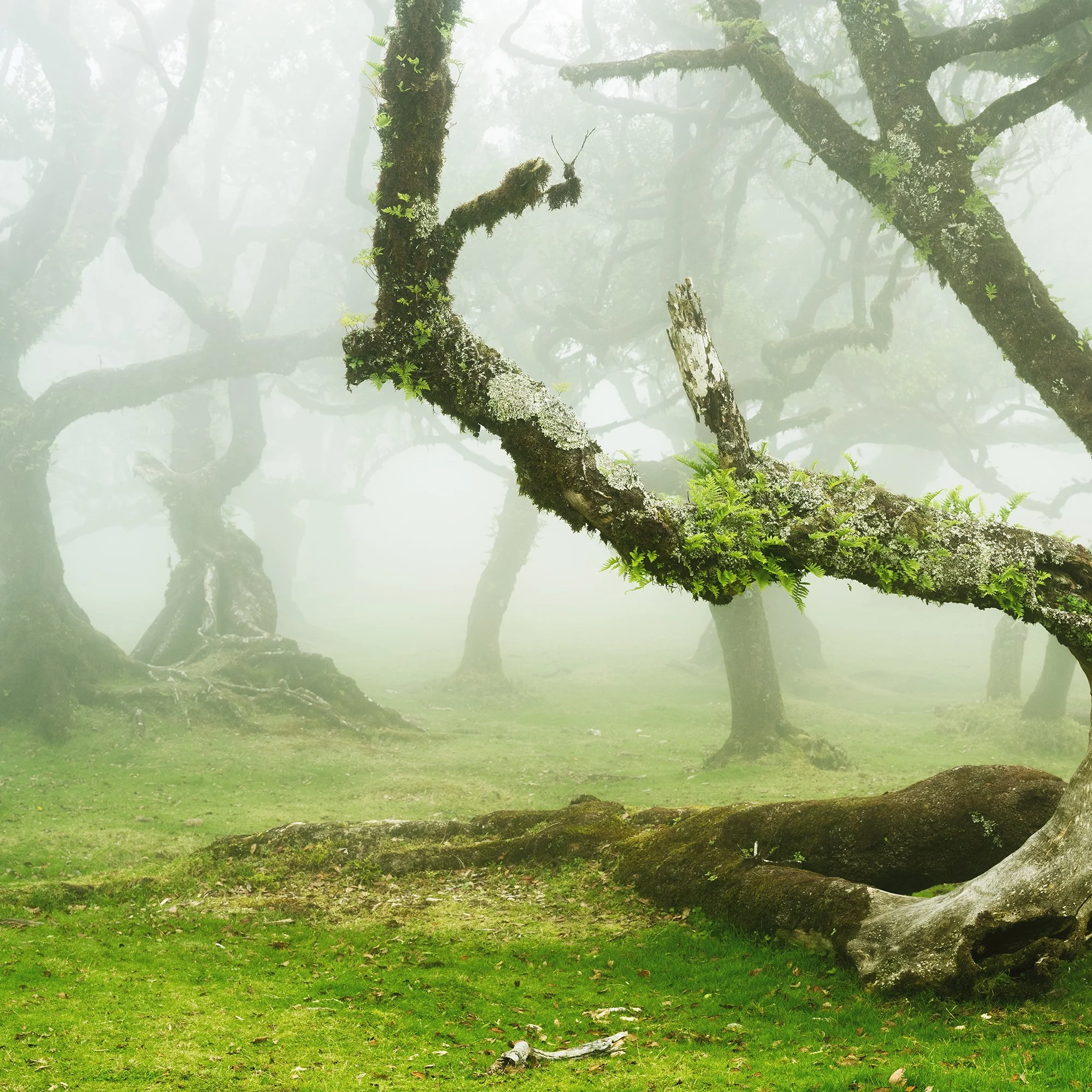 Gerald Berghammer - Color Fine Art Landscape Photography. Misty forest with twisted, moss-covered laurel trees and green grass, Fanal, Madeira. Print detail 1