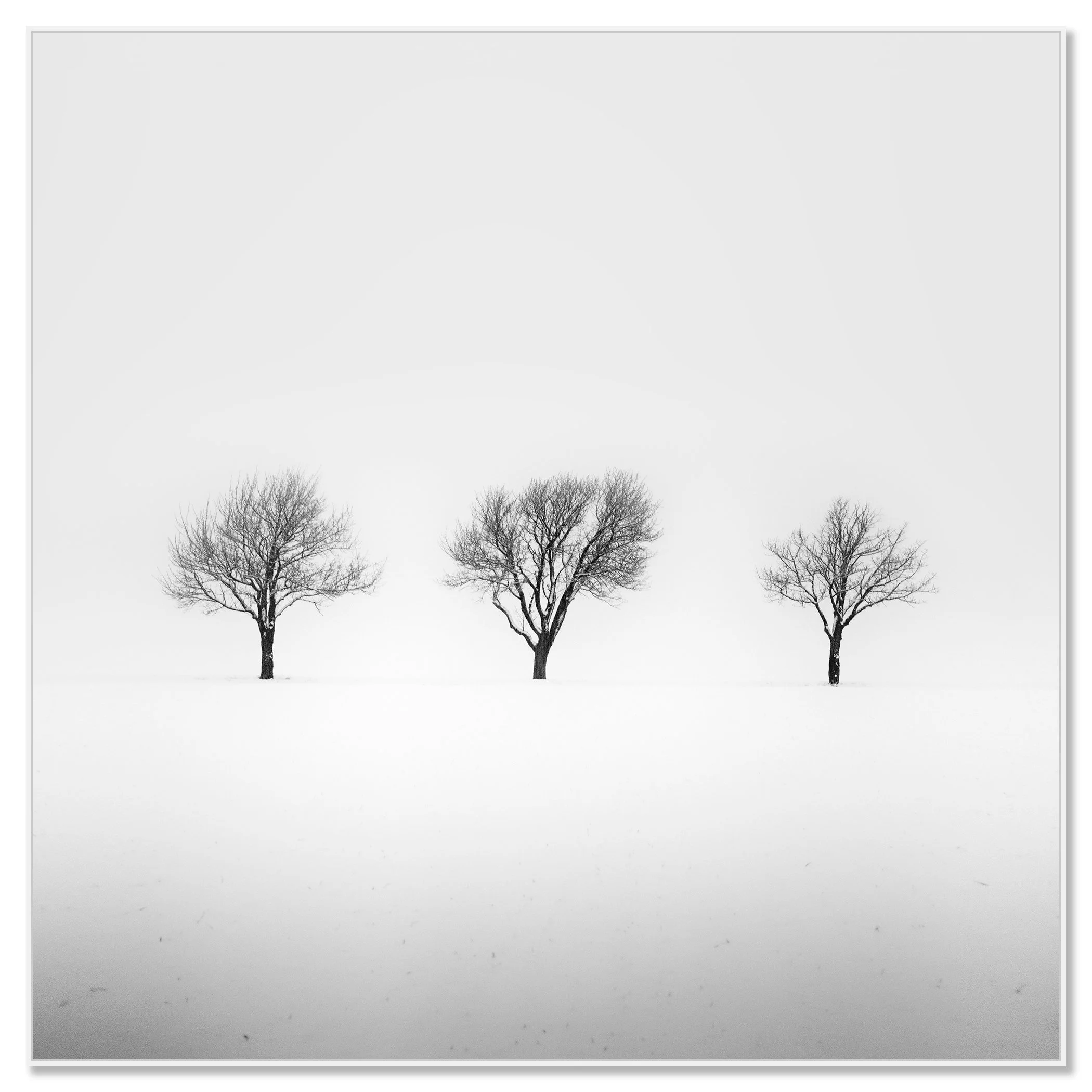 Three Trees in a Snowy Field, Study 2 in a white aluminium ArtBox frame by Gerald Berghammer.