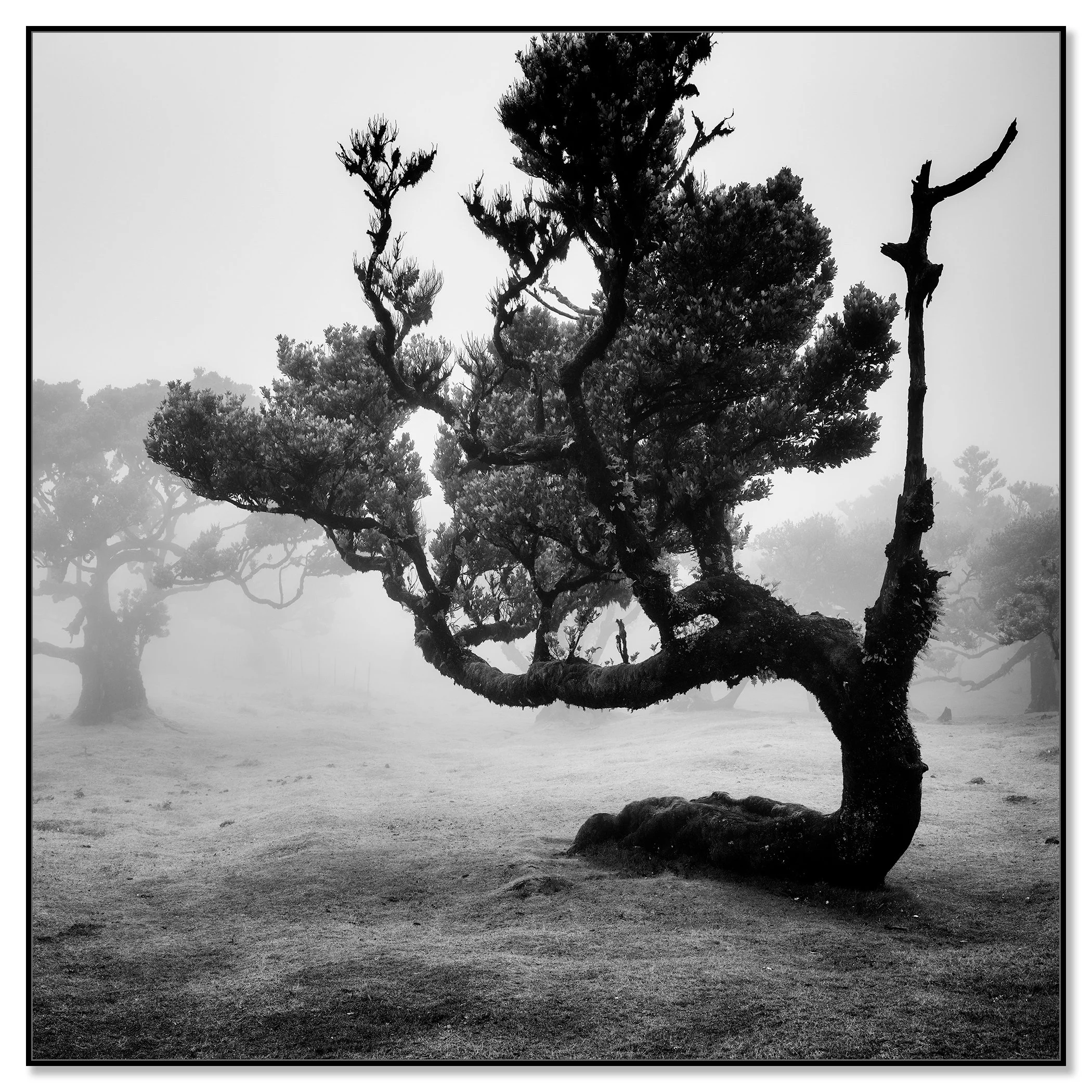 Black and white photo of a lone tree in dense fog, Laurisilva forest in Fanal, Madeira – framed ArtBox black