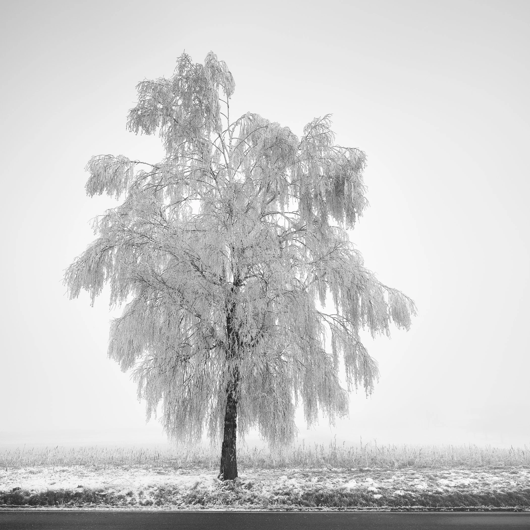 Frozen Birch Tree Study 1, minimalist black-and-white photograph of a solitary ice-covered birch tree beside a country road in Austria by Gerald Berghammer.