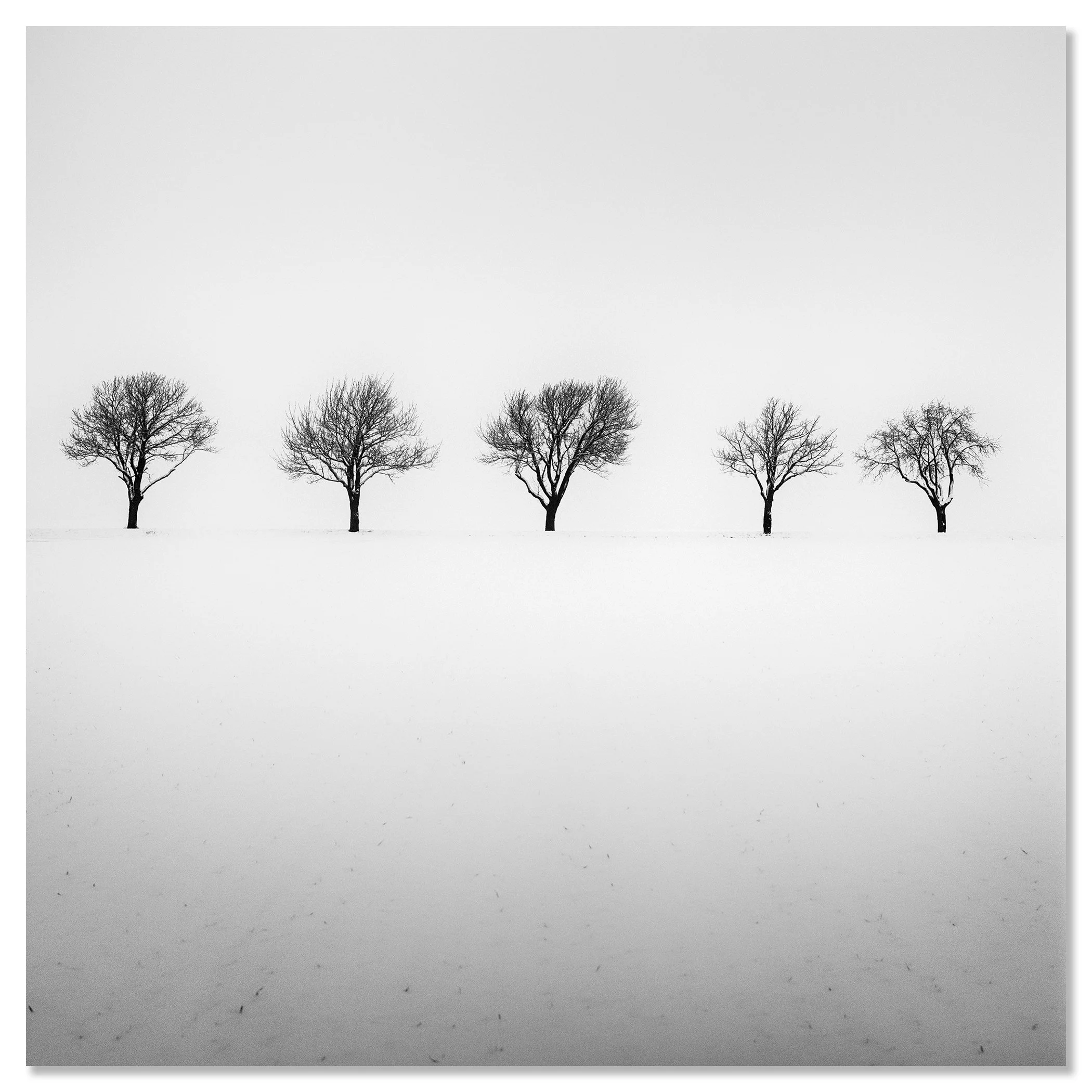 Five Trees in Snowy Field by Gerald Berghammer shown as a frameless aluminium Dibond artwork.