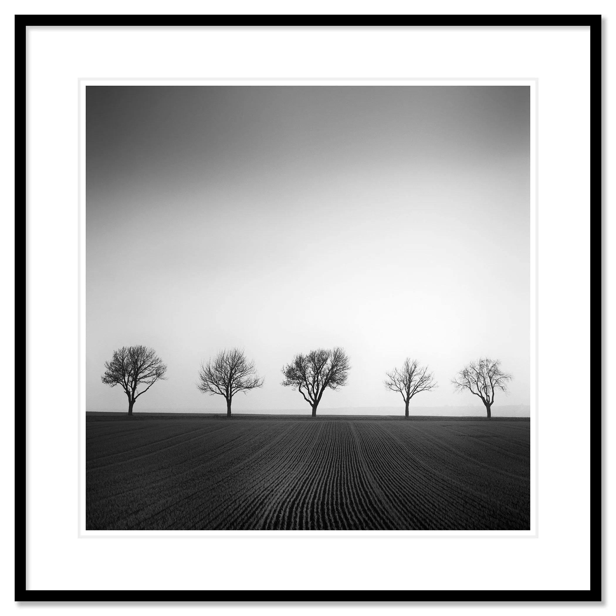 Cherry Tree Avenue, Study 1 – archival pigment print in a black aluminium frame with a white mount by Gerald Berghammer.