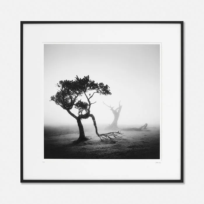 Ancient Laurel Cloud Forest Study 1, Portugal, Edition 1/7