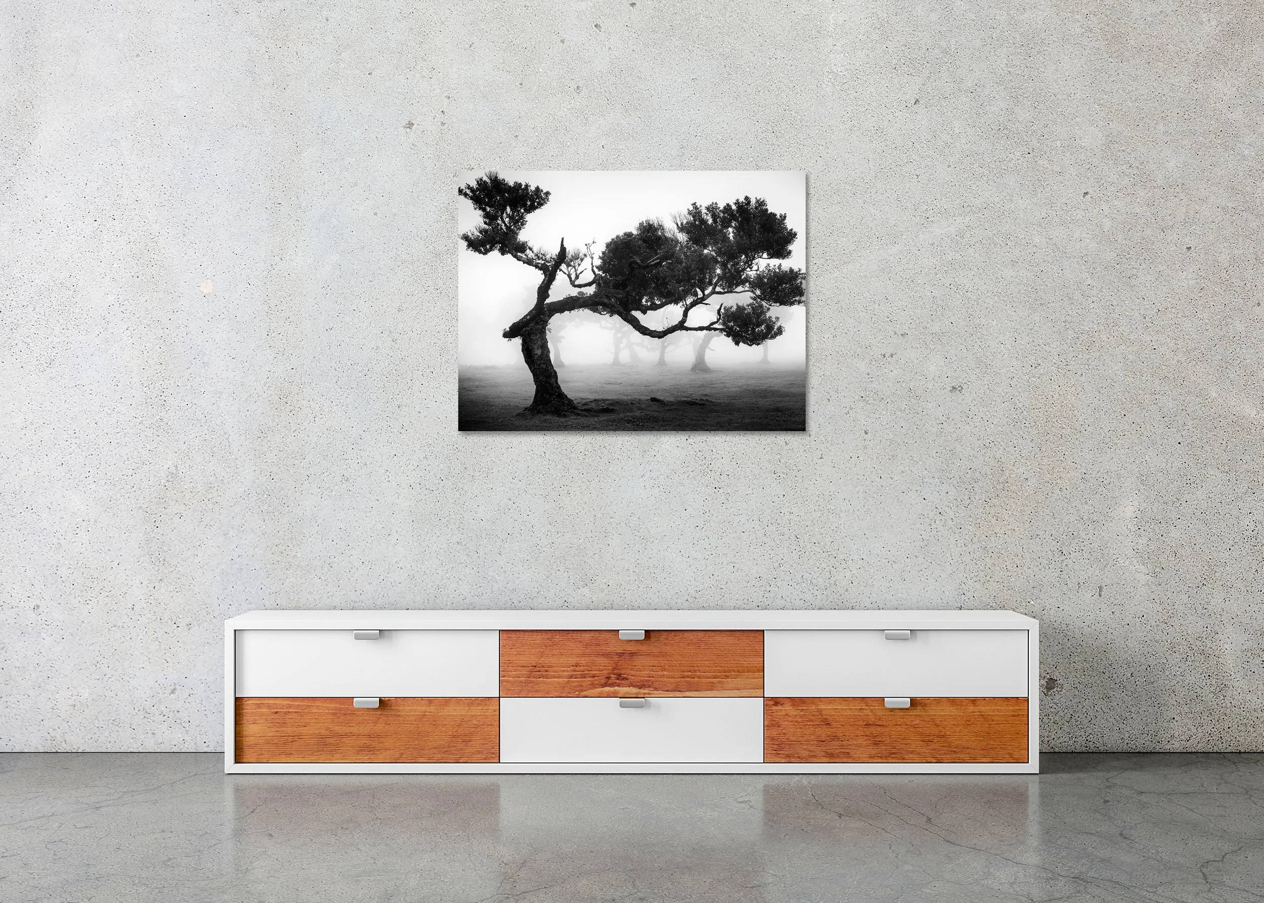 Ancient Laurisilva Forest Study 9 displayed in a minimalist interior as a frameless black-and-white aluminium Dibond print by Gerald Berghammer.