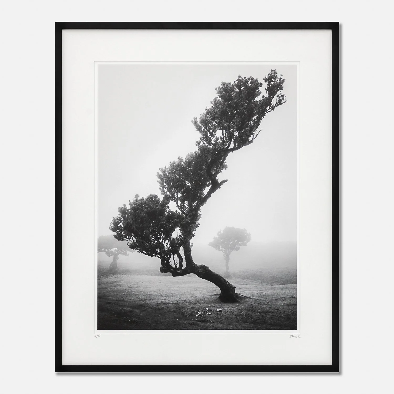 Ancient Laurisilva Forest Study 10, Portugal, Edition 1/7