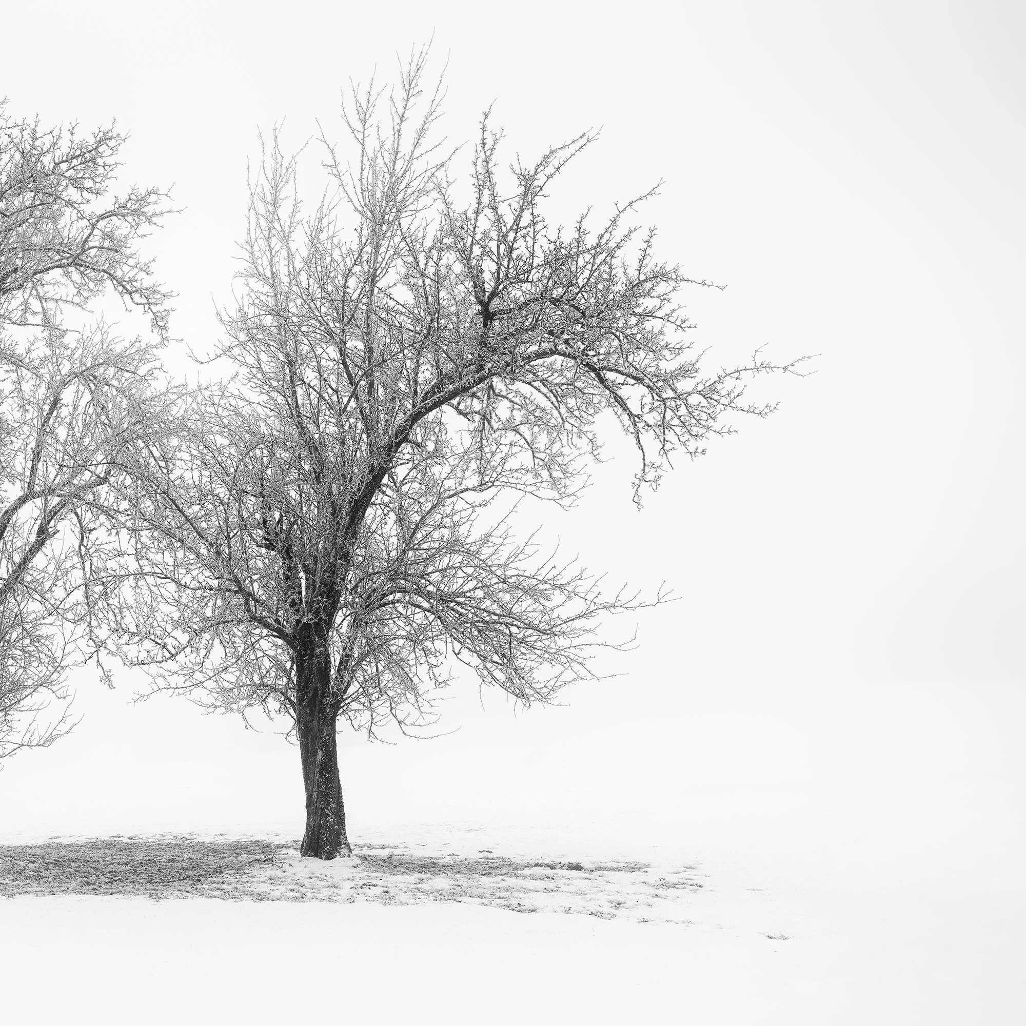 Detail of the right tree in Still Winter Morning Study 1 by Gerald Berghammer, showing bare branches in the snowy landscape.