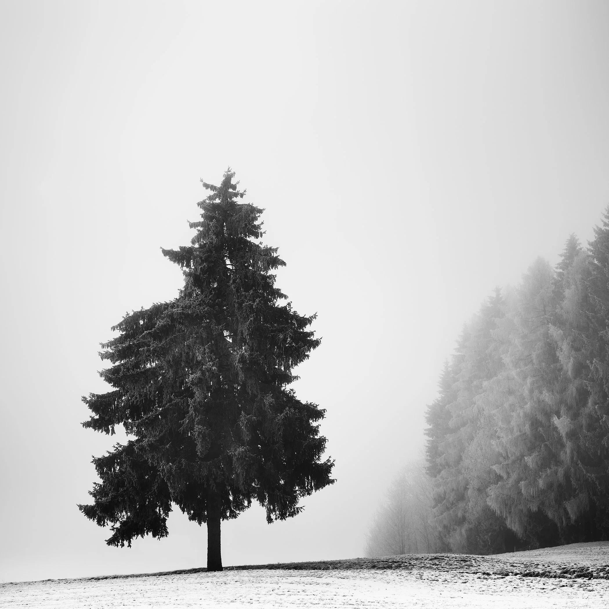 Black-and-white photo of a solitary evergreen tree in a snowy landscape with fog and distant forest silhouettes.