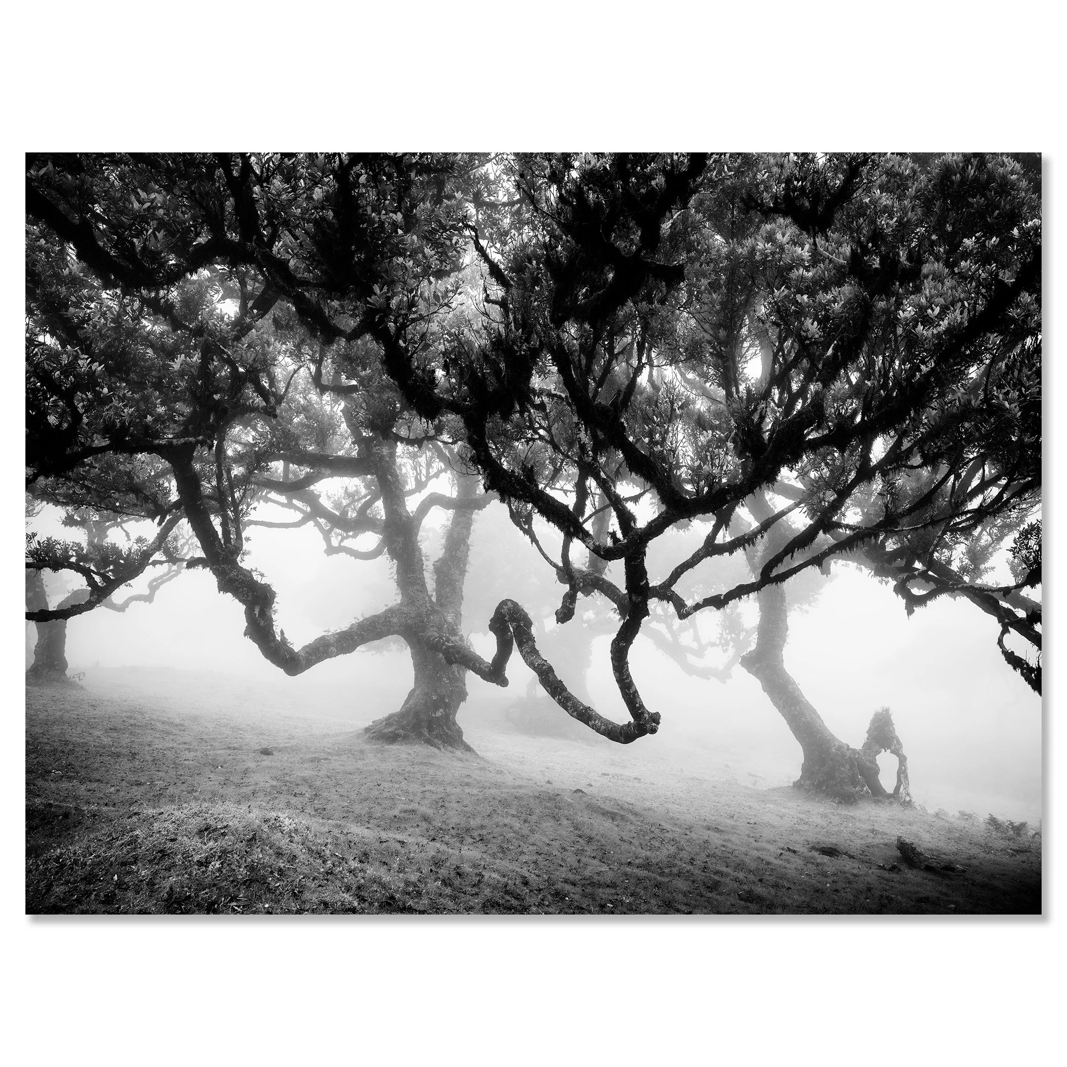 Black and white photo of twisted trees in a misty forest on a hillside – dibond frameless