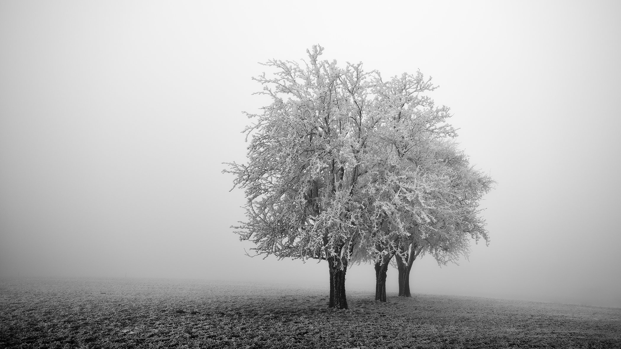 Minimal black and white landscape featuring frozen trees in heavy fog