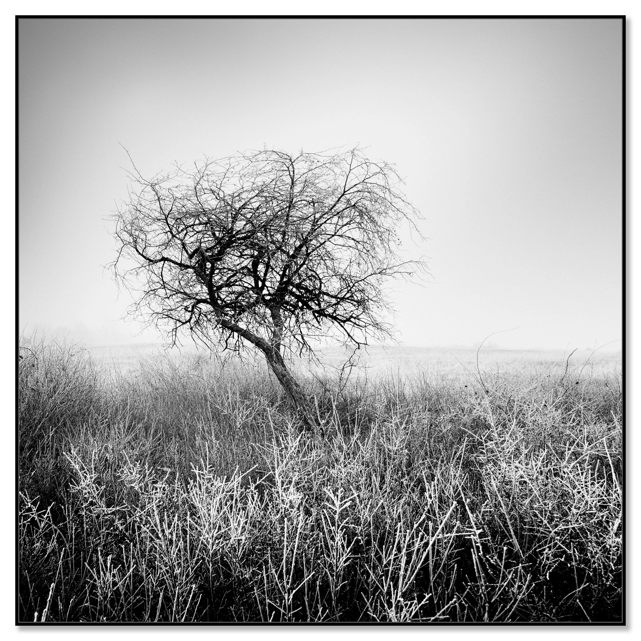 Tree in Hoarfrost Study 1 – Hungary, black-and-white photo print mounted on Dibond in a black aluminium ArtBox frame by Gerald Berghammer.