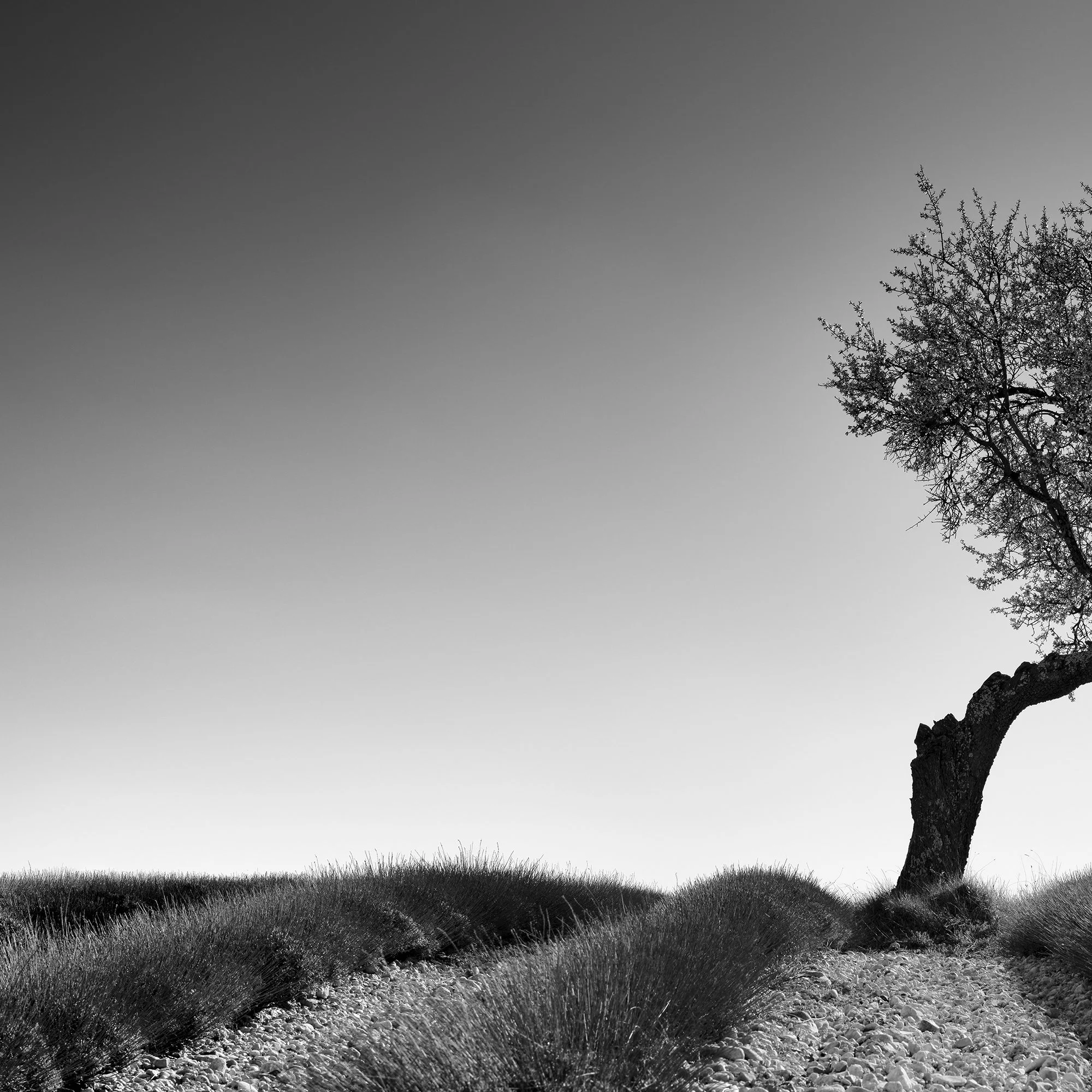 Close-up of Lavender Field with Tree Panorama Study 1, black-and-white fine art photograph by Gerald Berghammer.