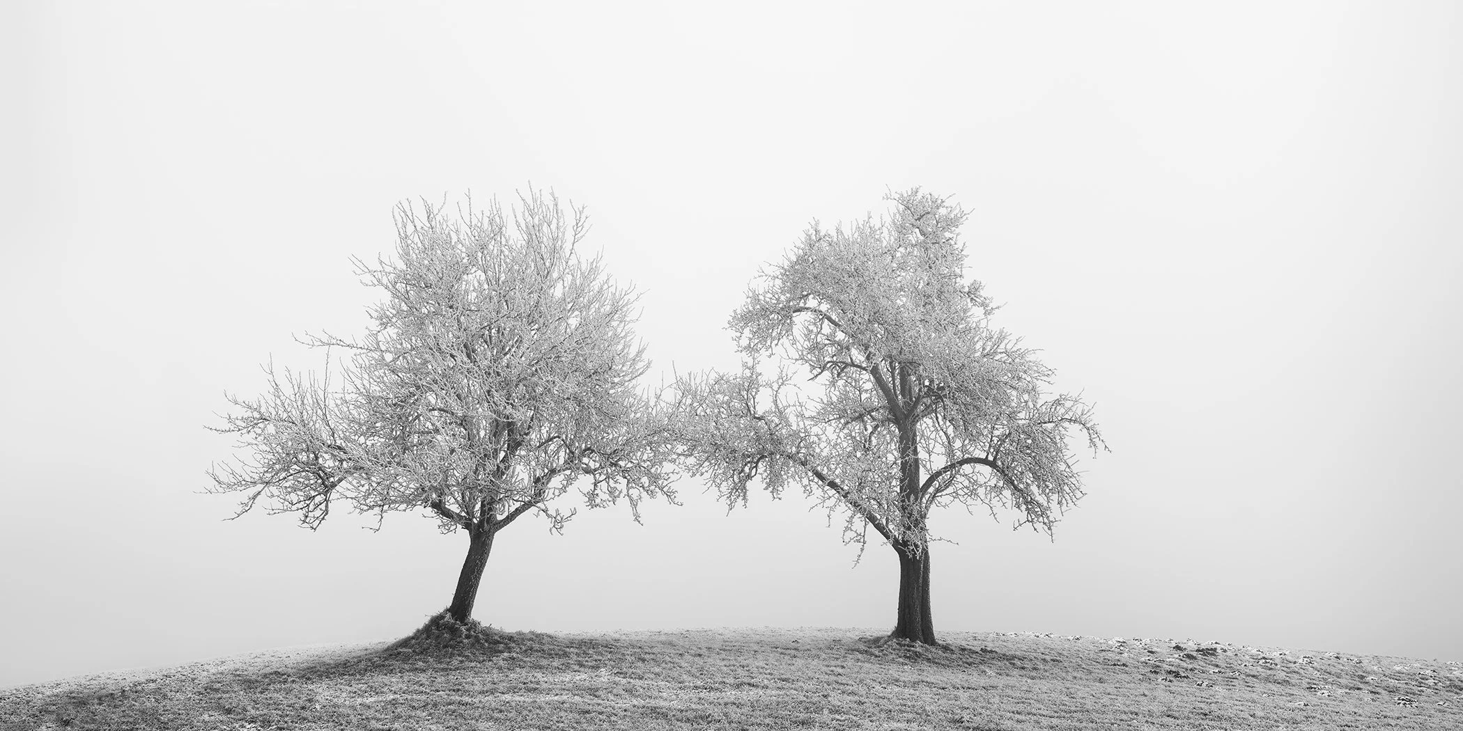 Two Lonely Frozen Trees Panorama by Gerald Berghammer, black-and-white photograph of two frost-covered trees on a misty winter field in Austria.