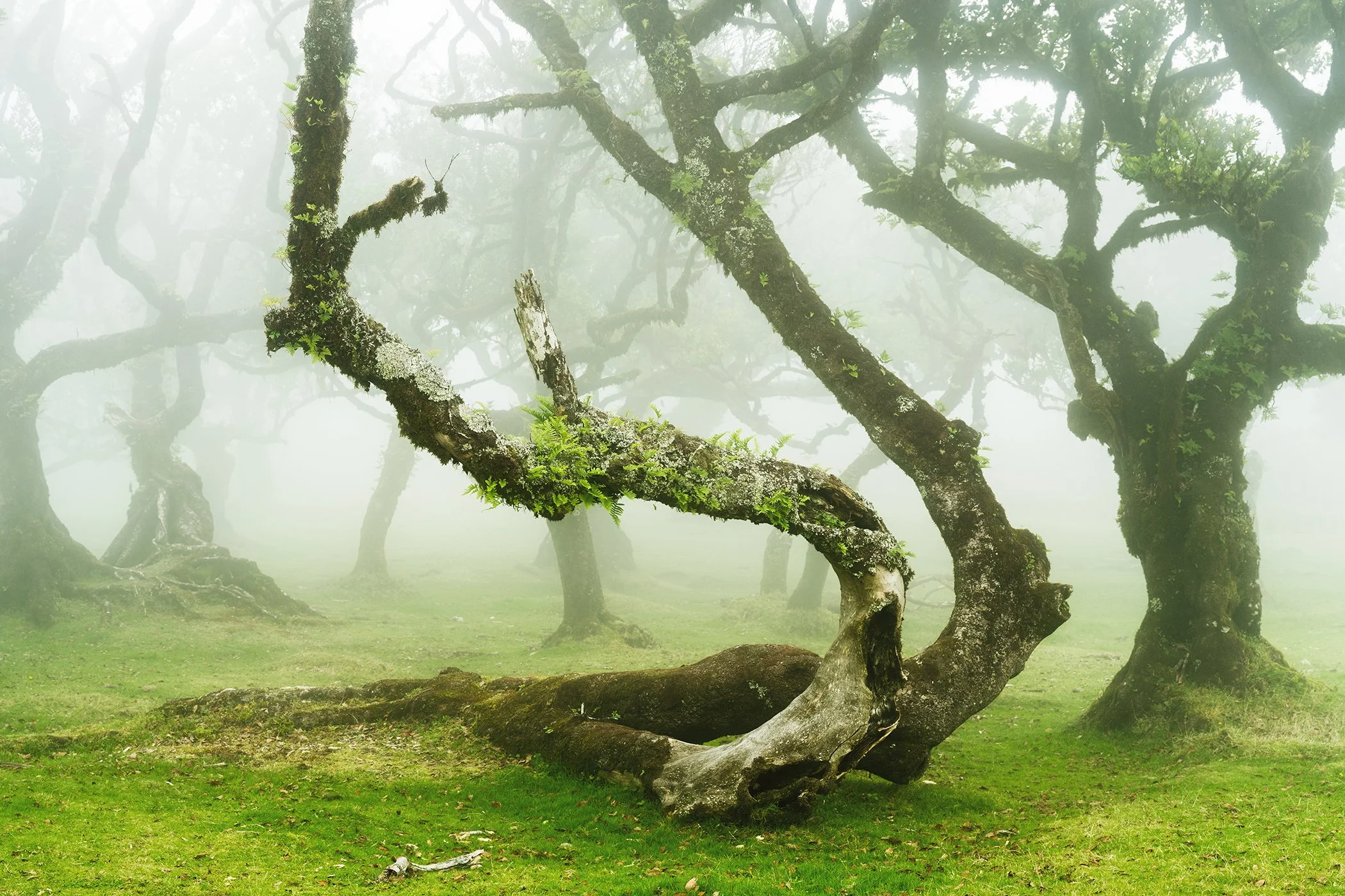 Mystical Twisted Laurel Trees Study 1, colour fine art photograph of ancient twisted laurel trees in the misty Fanal forest, Madeira, by Gerald Berghammer.