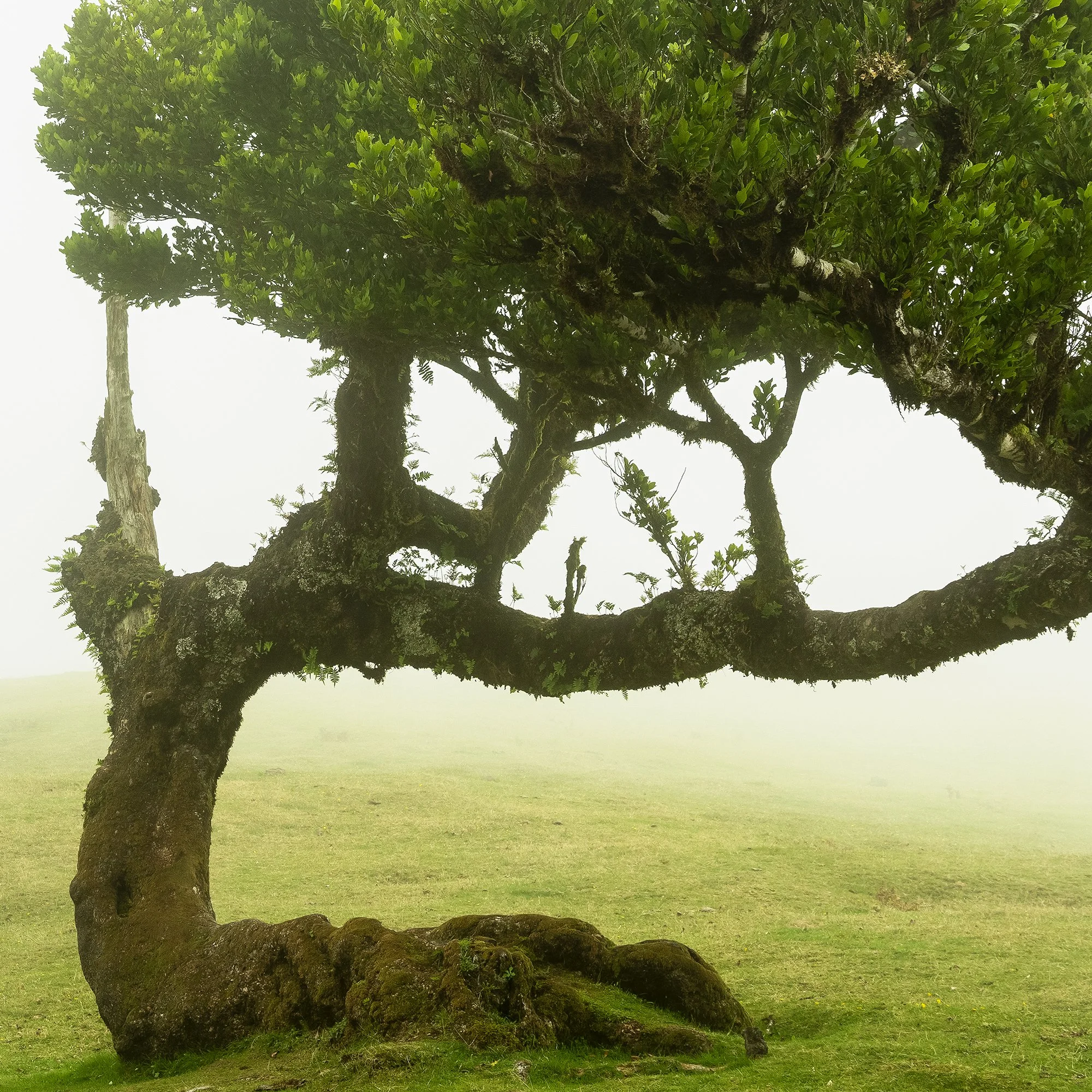 © 2021 Gerald Berghammer - Two windswept trees on a grassy hill enveloped in fog. Print detail 3