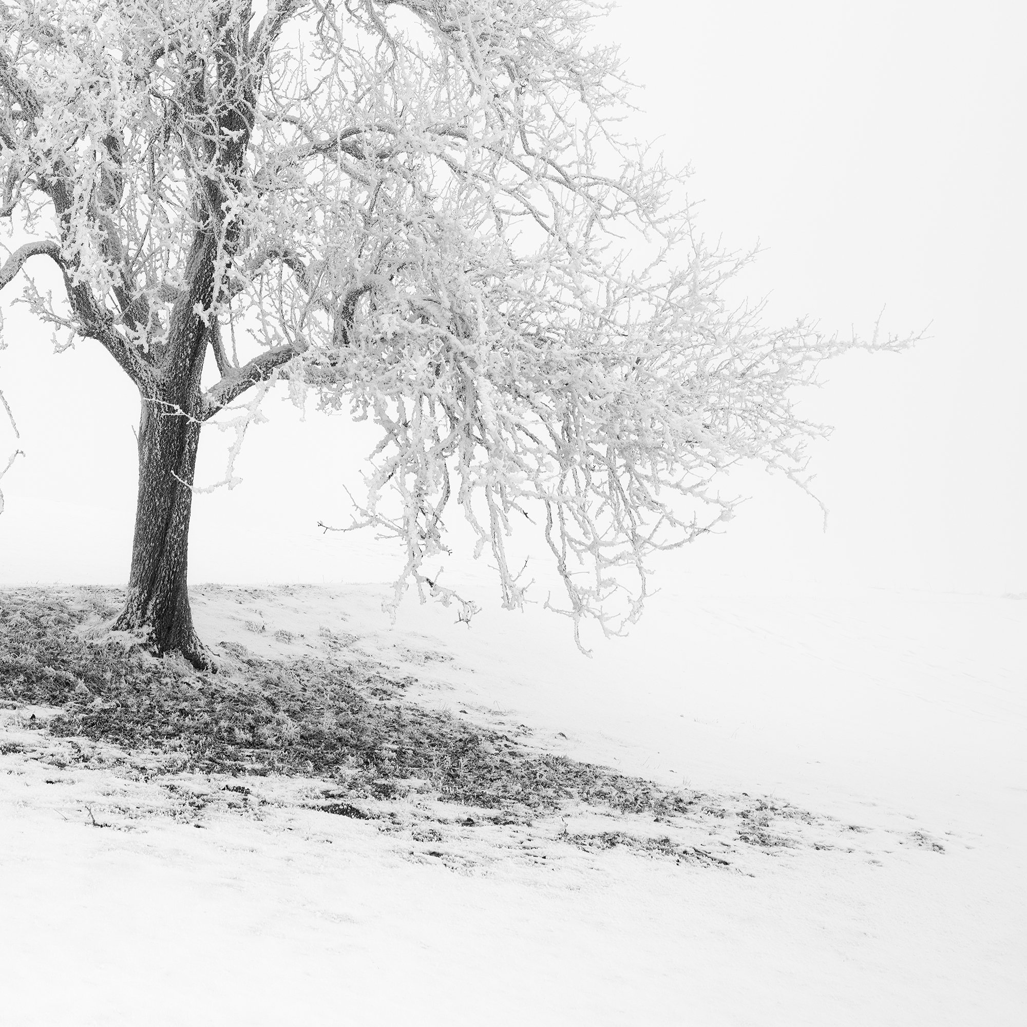 Frosted Winter Tree – Austria, cropped detail of the snowy tree and winter landscape