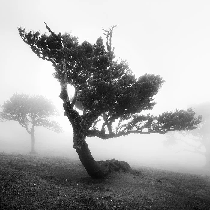 Ancient Laurel Cloud Forest – Study 3, Portugal | Gerald Berghammer