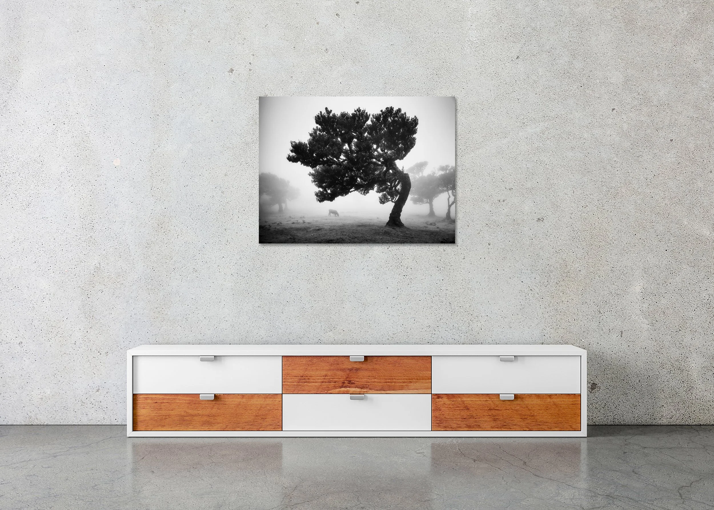 Black-and-white photograph of cows in a foggy pasture with a lone tree in Fanal, Madeira, Portugal, ChromaLuxe metal print frameless