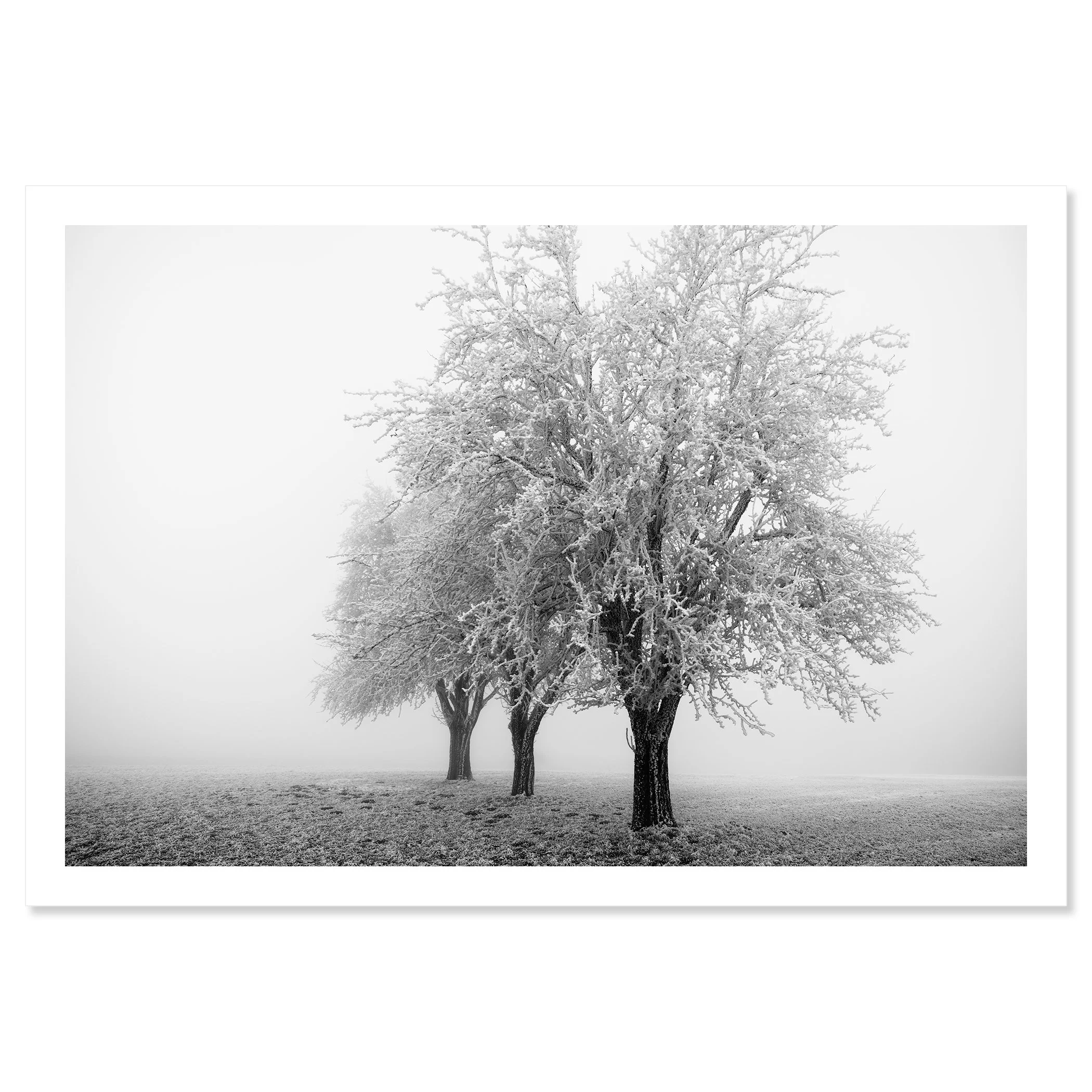 Frozen Apple Trees Study 3 as a black-and-white archival pigment fine art print by Gerald Berghammer.