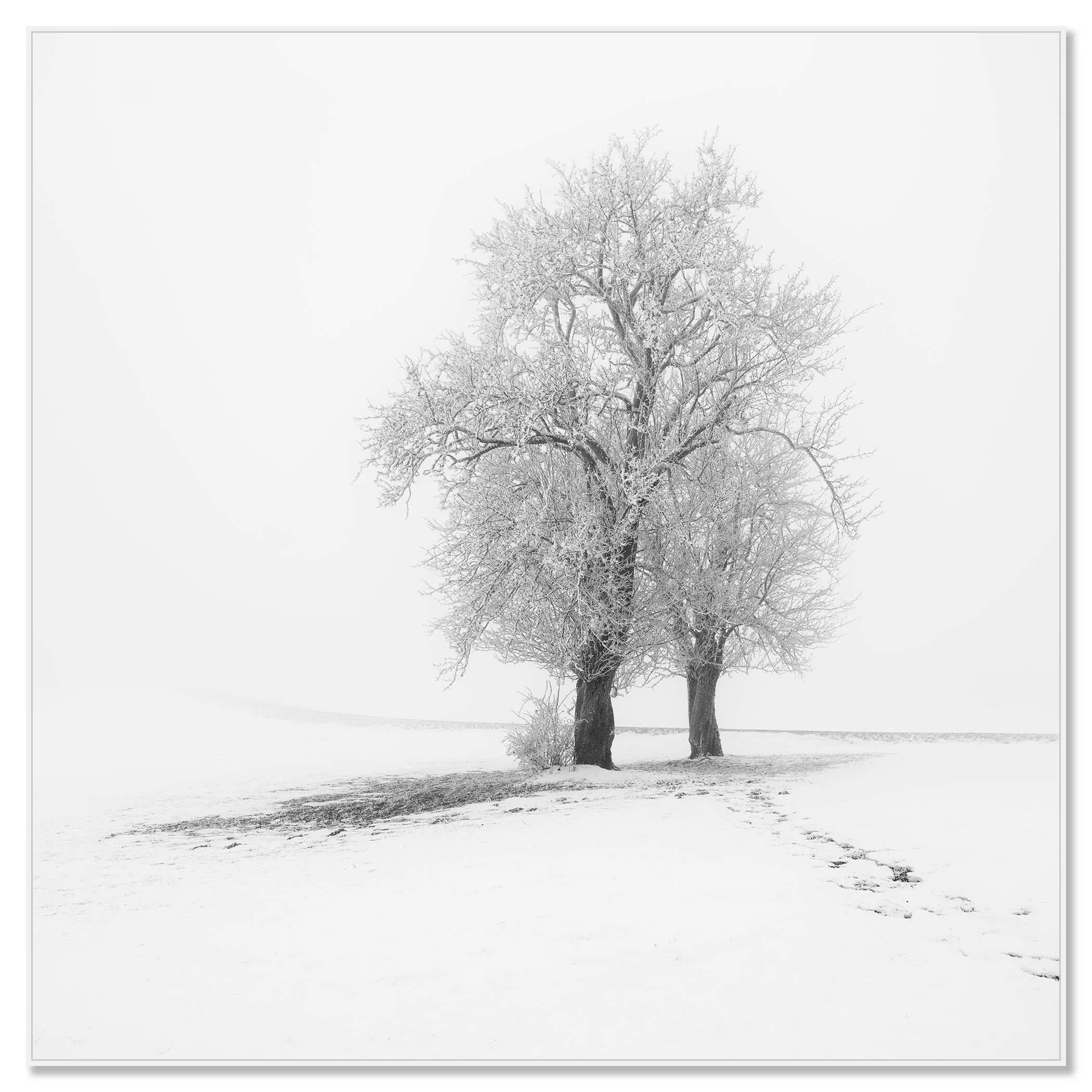 Frosted Trees in Silence – Austria, black-and-white photograph in a white aluminium ArtBox frame.