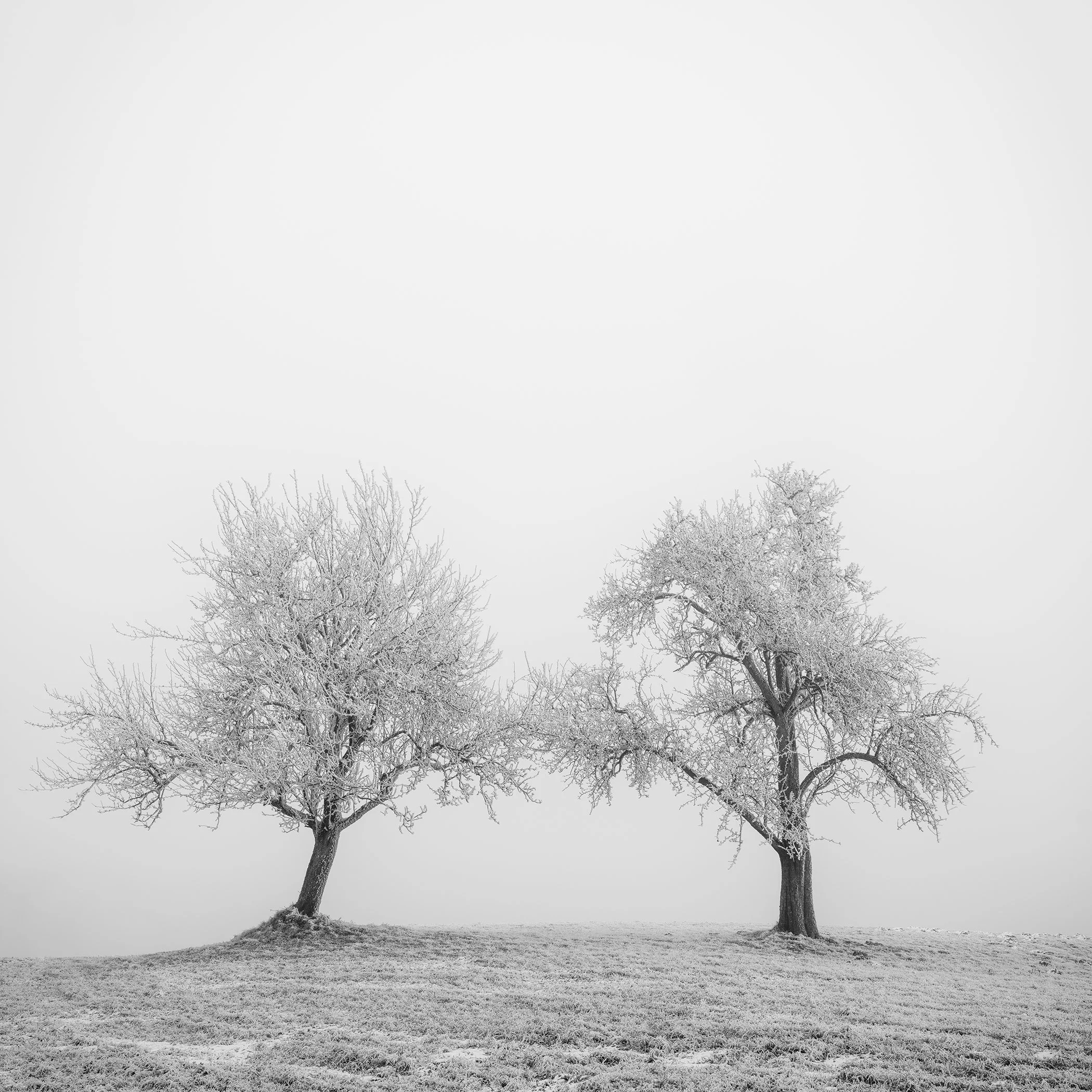 Hoarfrosted Trees Study 1 by Gerald Berghammer, two hoarfrost-covered trees with interlacing branches in a minimalist Austrian winter landscape.