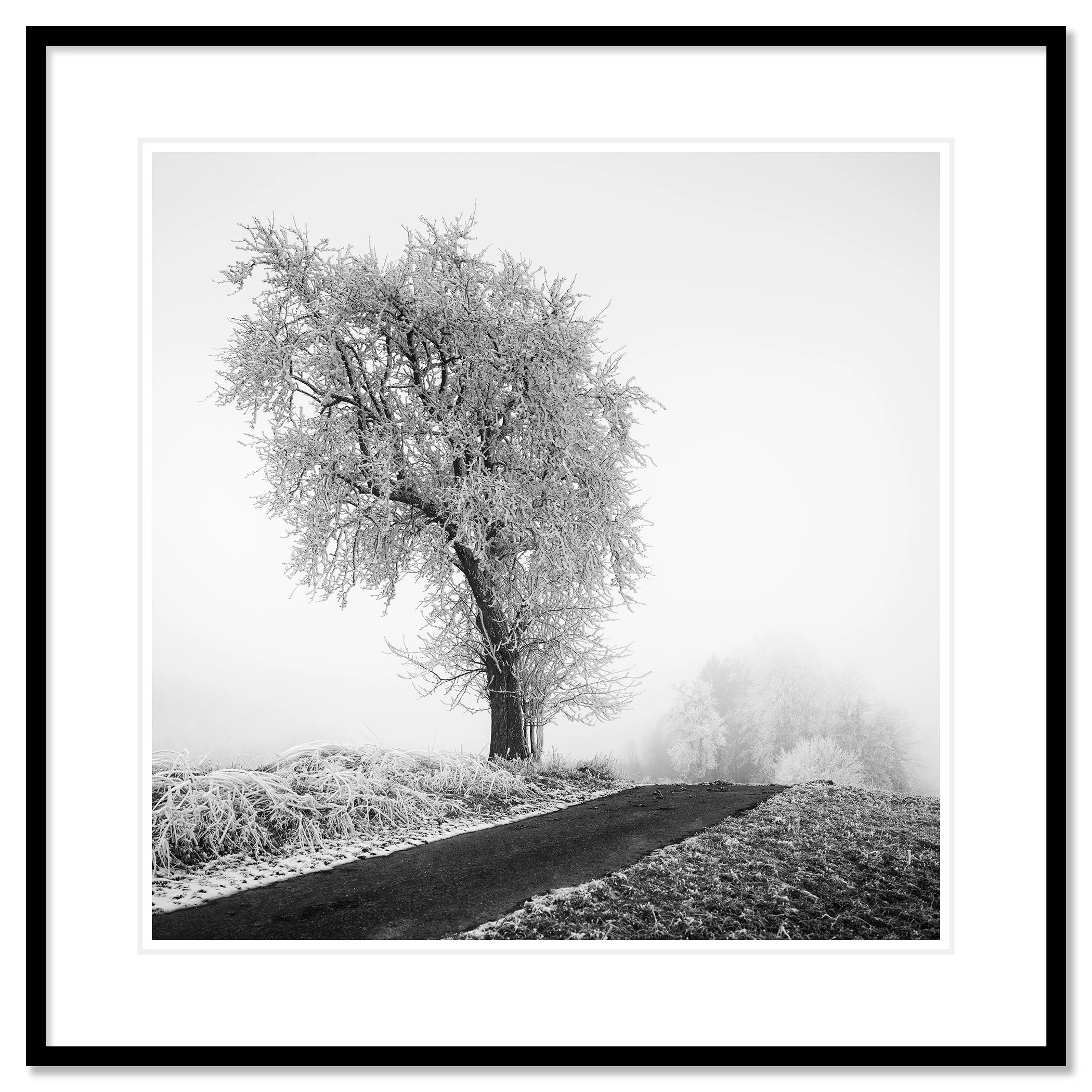 Frost-covered tree standing next to a narrow countryside road in thick fog, Classic frame black