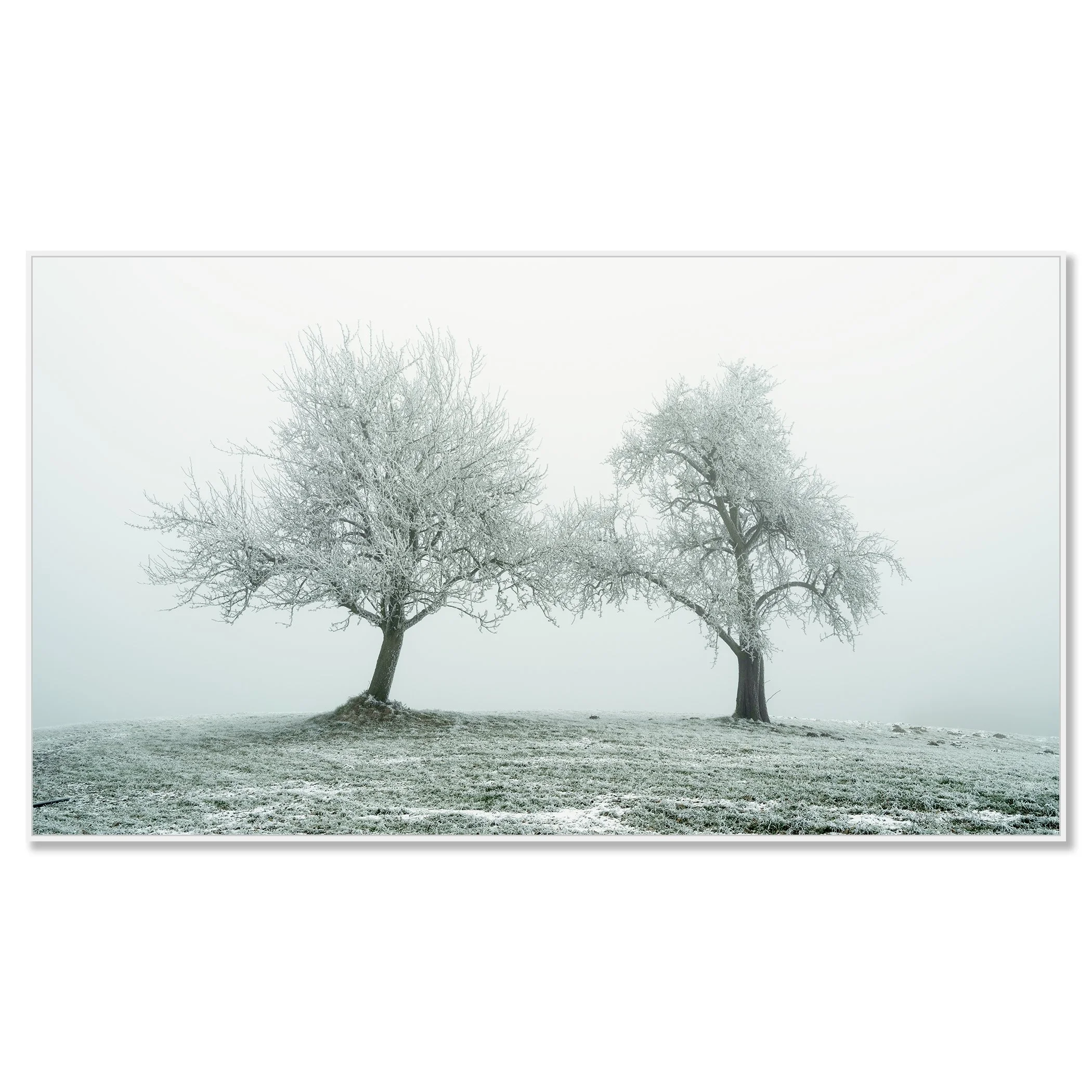 Gerald Berghammer - Black and white panorama photography. Two leafless trees covered in snow on a snowy grassy hill in a foggy landscape. Chromaluxe framed white