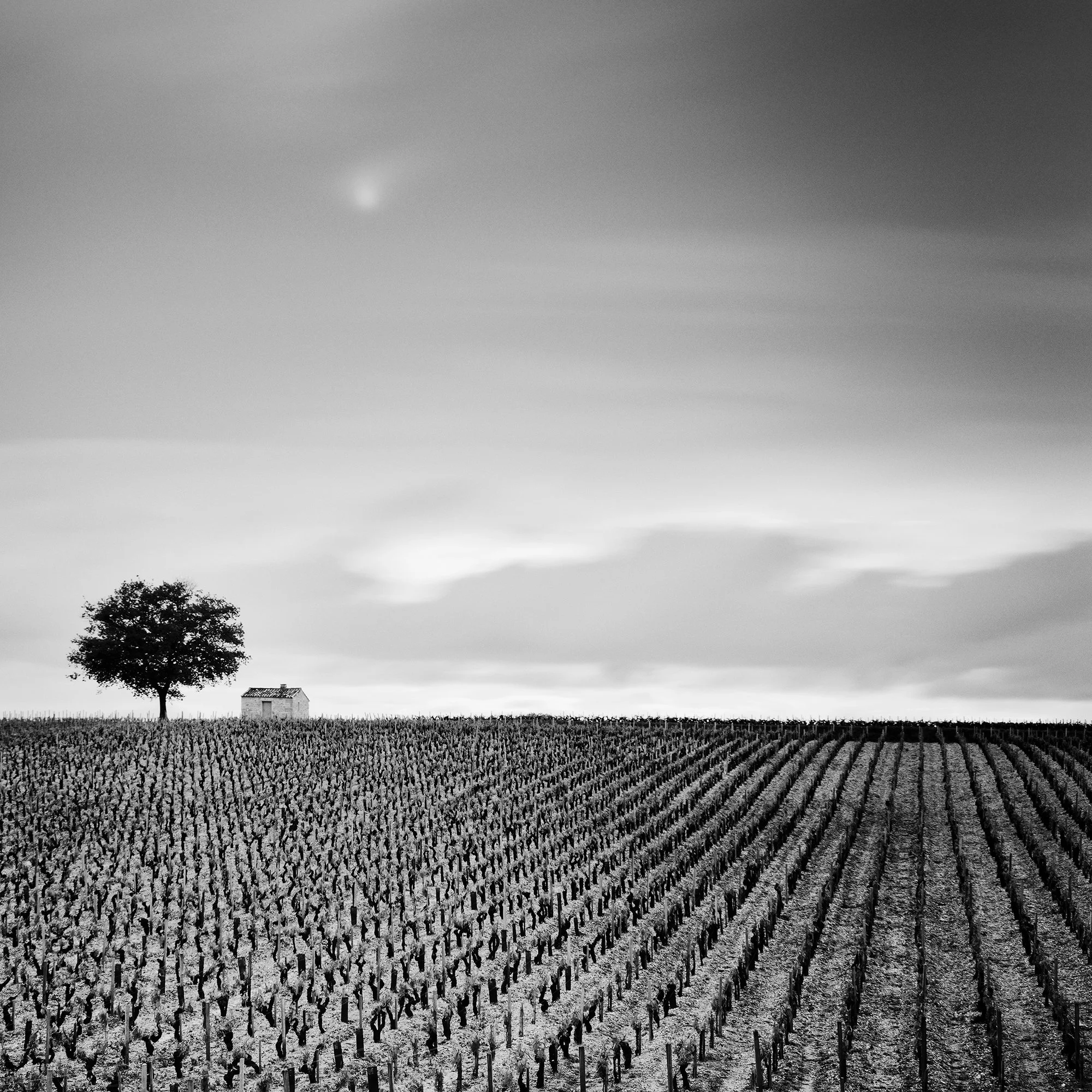Champagne Paradise Study 2, detail of vineyard hut and tree in Champagne, France, by Gerald Berghammer