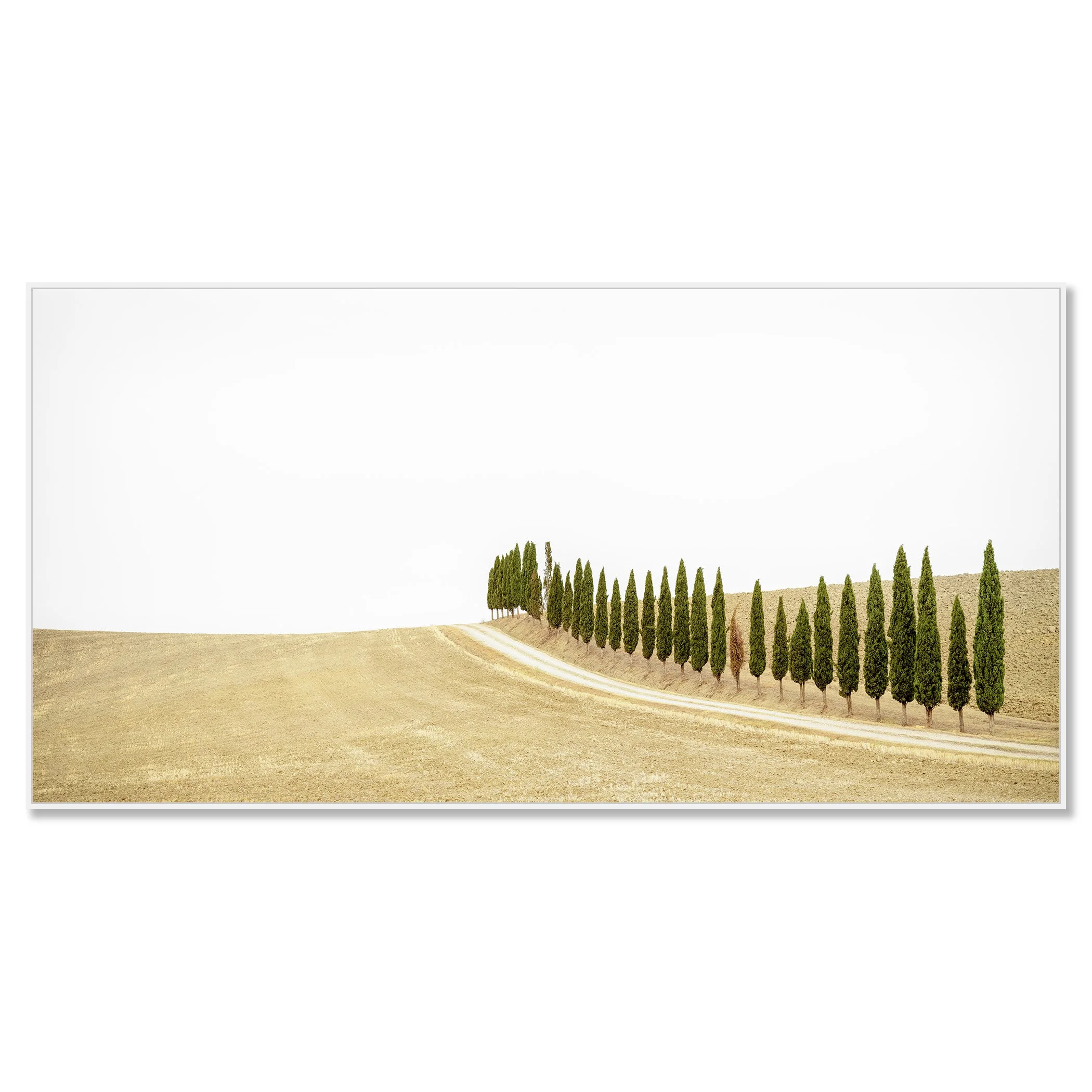 Row of Cypress Trees, Panorama – colour photograph in a white aluminium ArtBox frame.