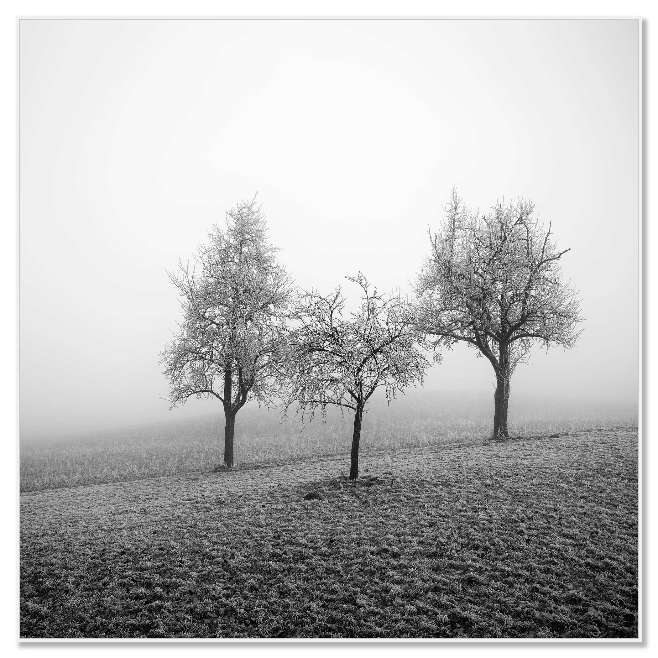 Three frost-covered fruit trees in a misty winter landscape in Austria, presented in a white aluminium ArtBox frame by Gerald Berghammer.