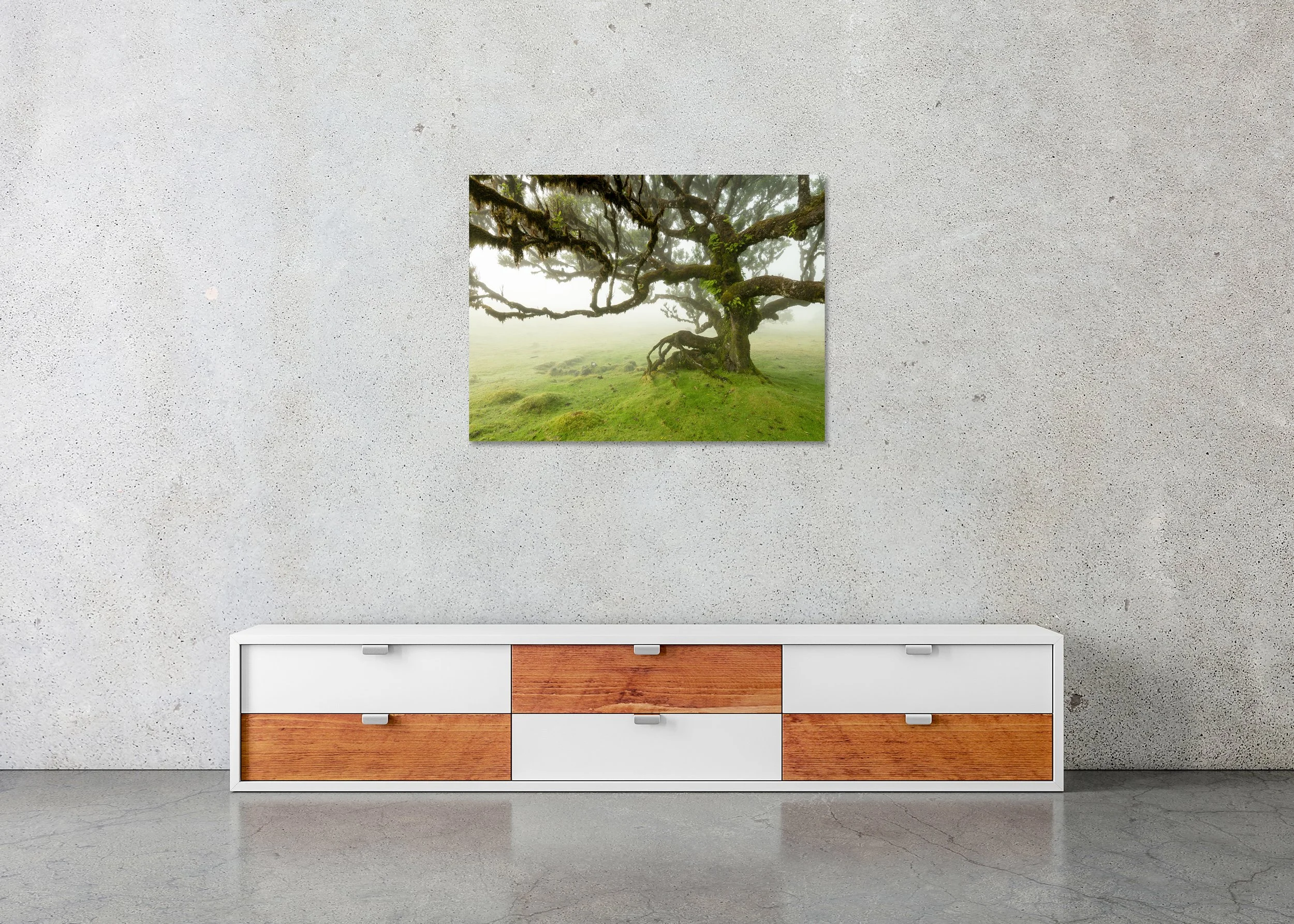 Ancient moss-covered tree with sprawling branches in a foggy forest meadow, lush green grass and atmospheric mist, photo print mounted to Dibond, frameless.